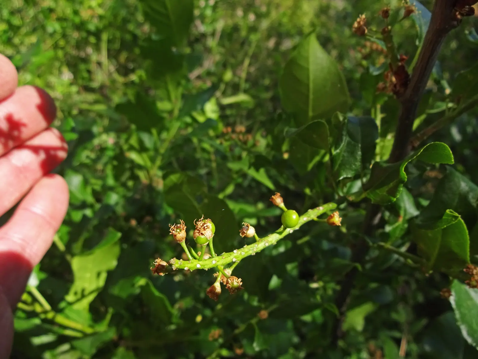Chokecherry (Prunus Virginiana) — typically around 0.4 inches in diameter; hardy in zones 2-7, it offers vibrant red fall foliage, adding seasonal interest