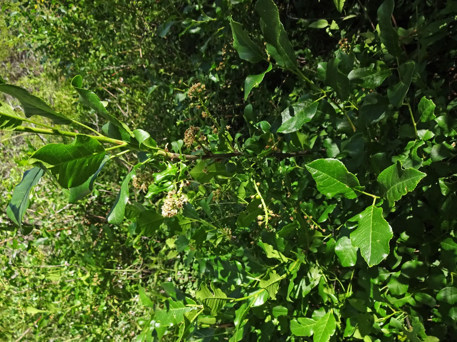 Chokecherry (Prunus Virginiana) — An eloquent choice for landscape designs seeking a balance of aesthetic appeal and functionality; excellent for wildlife