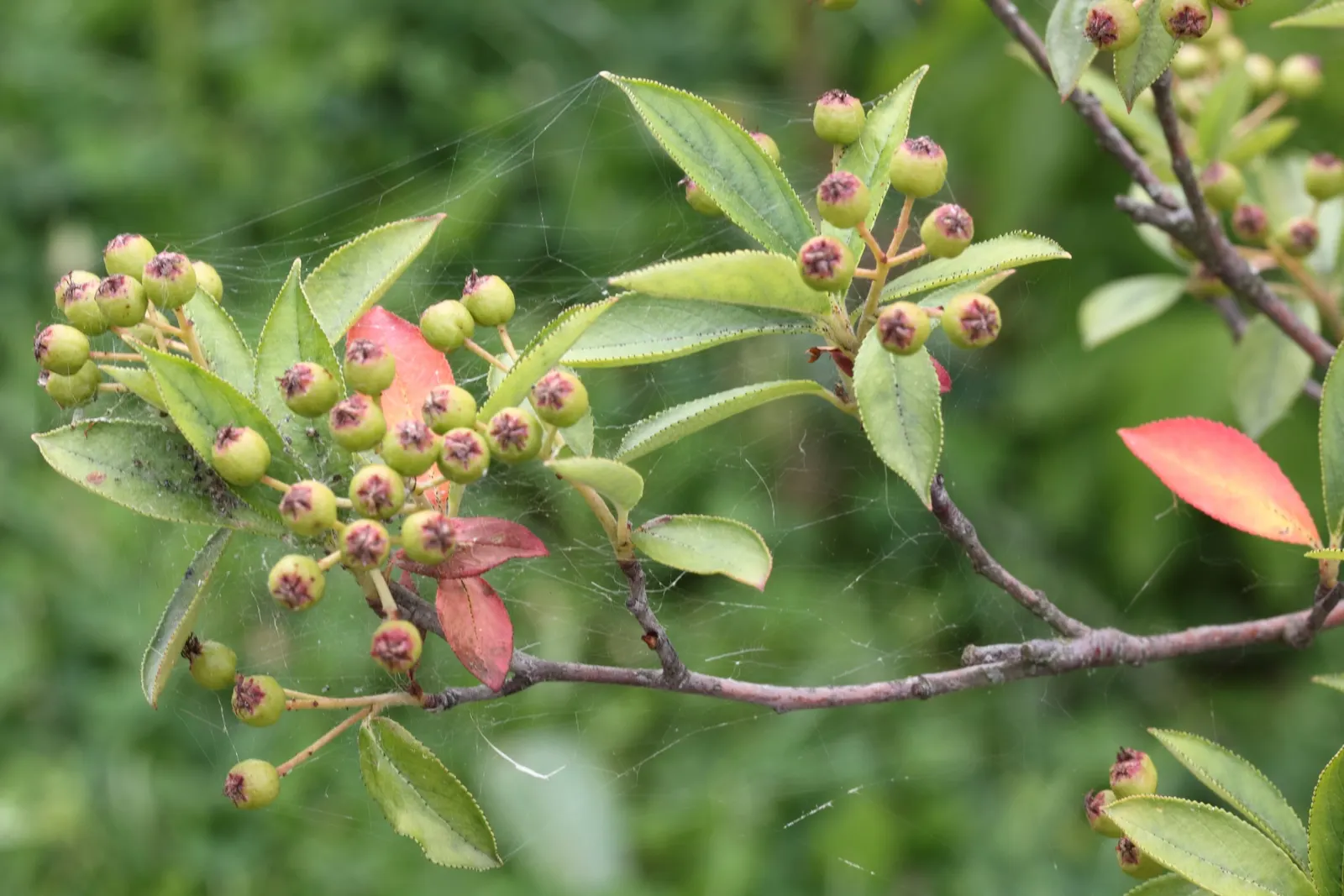 Chokecherry (Prunus Virginiana) — which undergoes a dramatic transformation to stunning shades of red and orange in the fall; adding to its, image 58