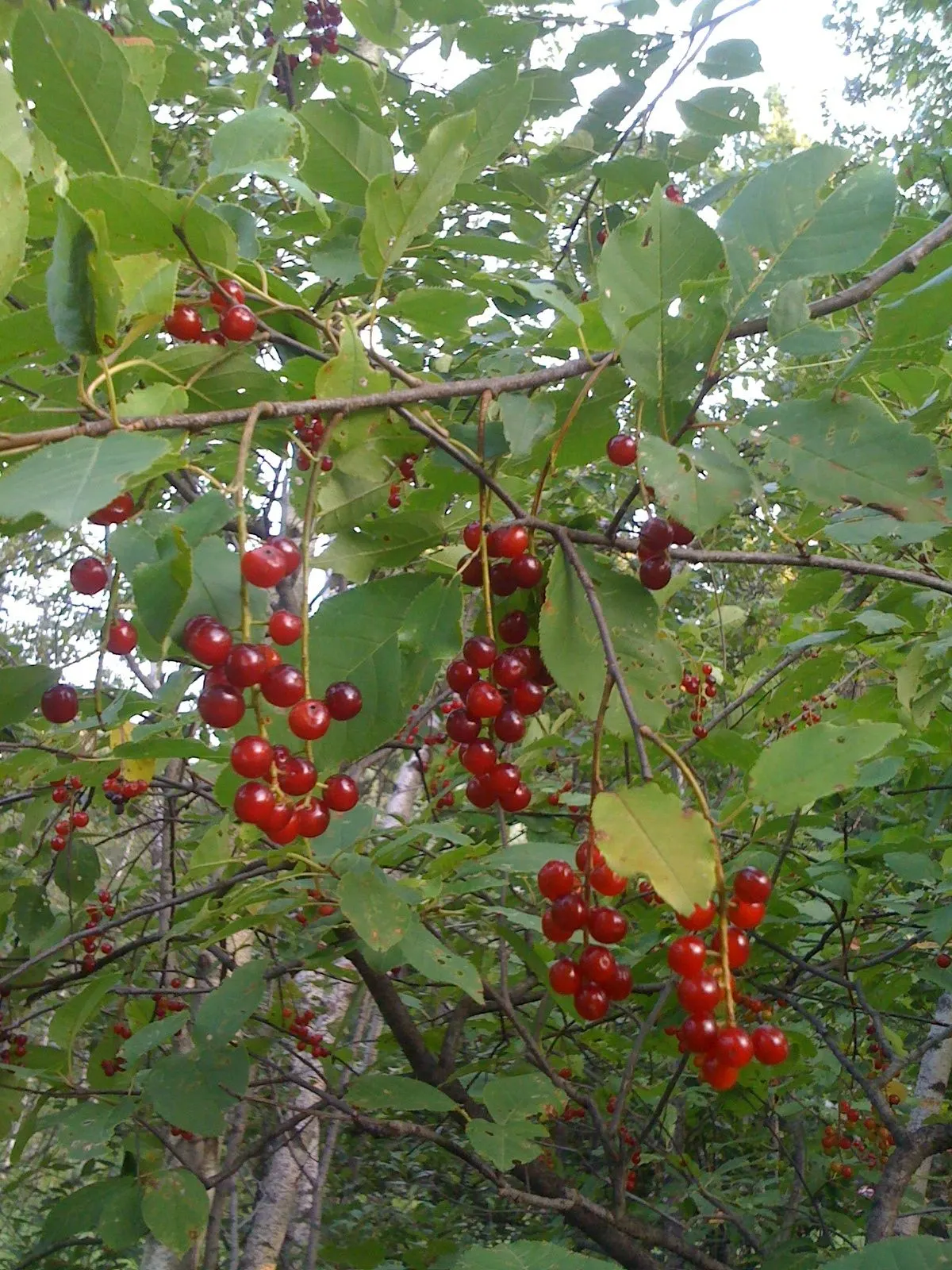 Chokecherry (Prunus Virginiana) — Grows best in full sun to partial shade and adaptable to various soil types