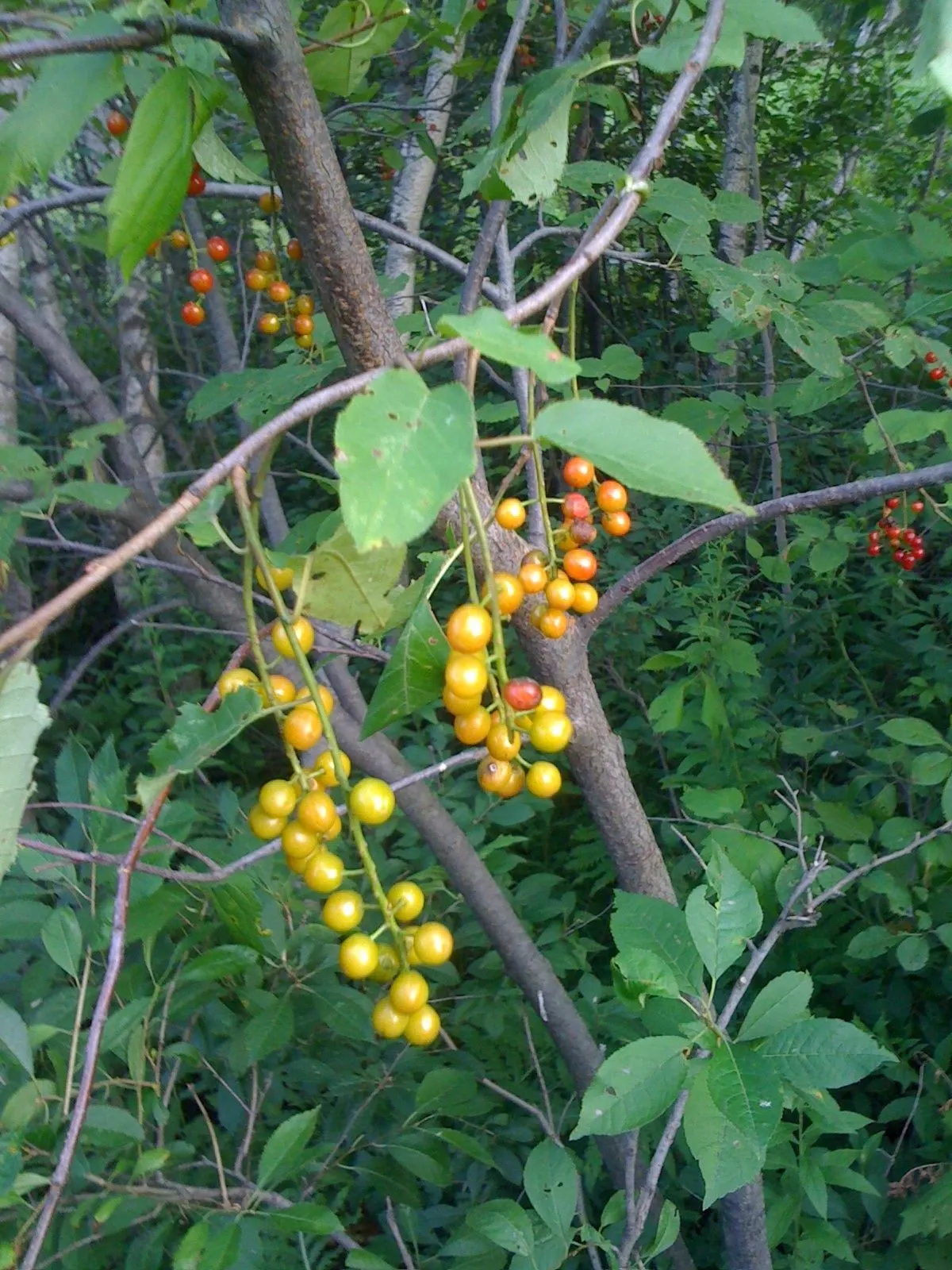 Chokecherry (Prunus Virginiana) — tree with white blooms; these blossoms subsequently give way to dense clusters of red to black fruits, image 71
