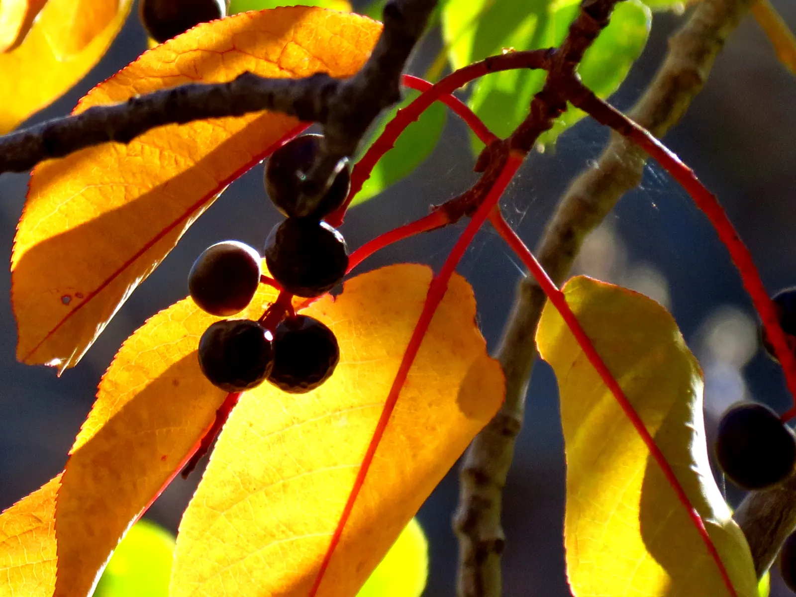Chokecherry (Prunus Virginiana) — white flowers in the garden; the Chokeberry, scientifically known as Prunus virginiana, is a deciduous shrub, image 118