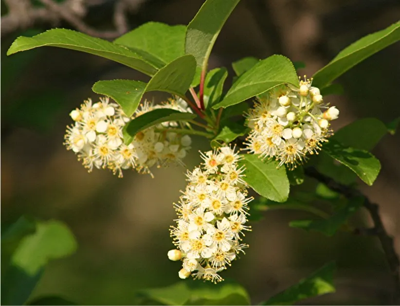 Chokecherry (Prunus Virginiana) — tree for full; its ability to withstand urban conditions also makes it an excellent choice for city landscapes, image 96