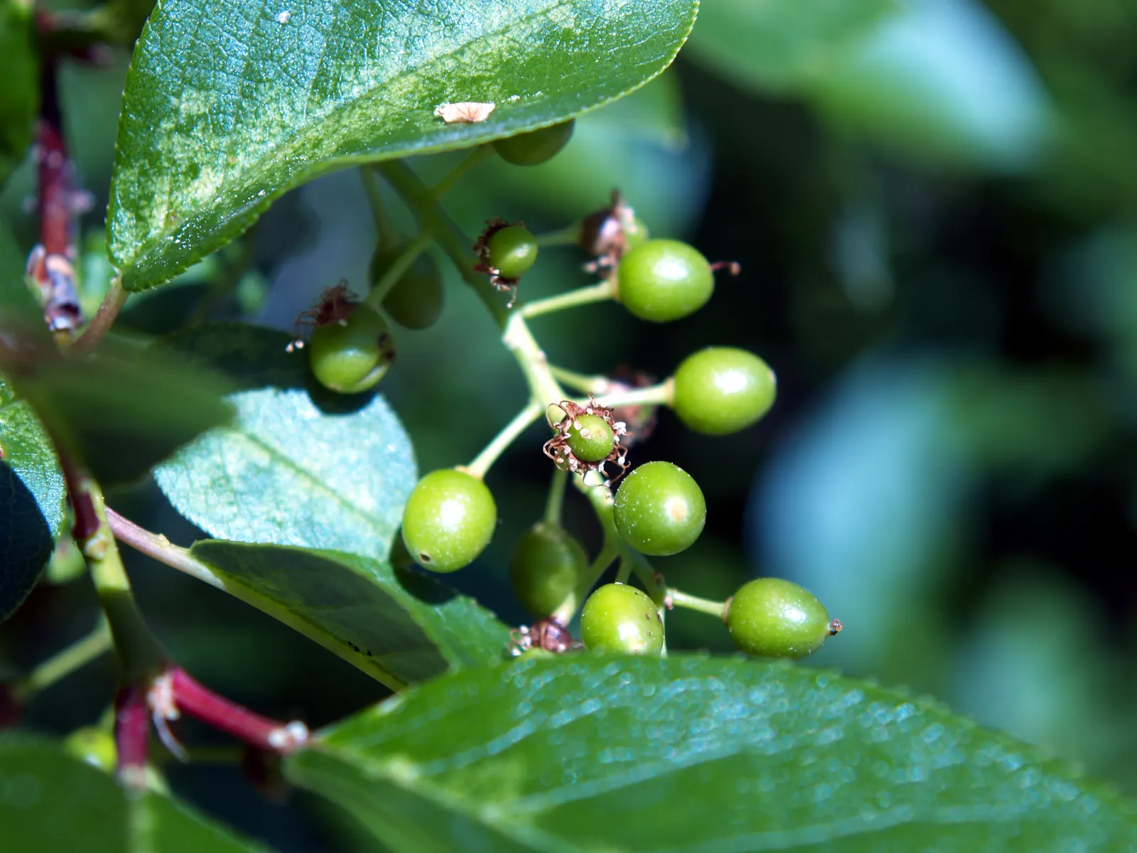 Chokecherry (Prunus Virginiana) — is a deciduous shrub or small tree; grows best in full sun to partial shade and adaptable to various soil types