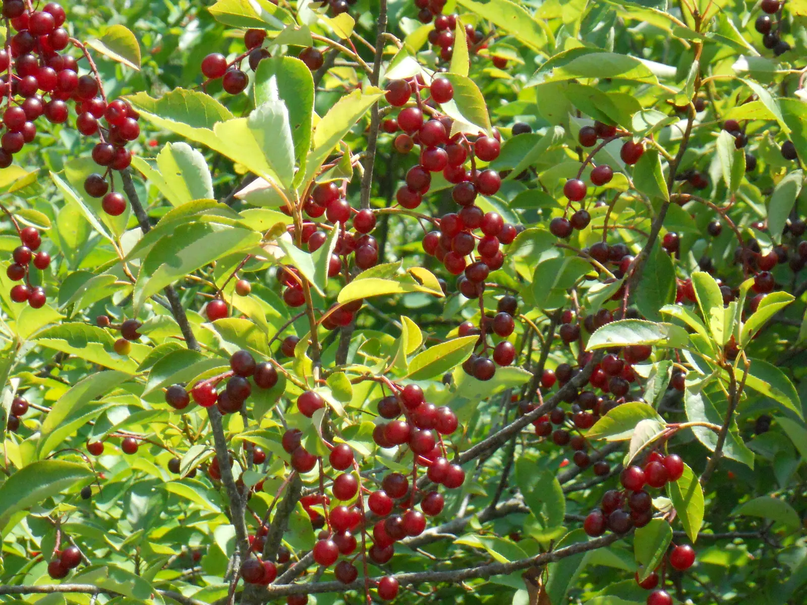 Chokecherry (Prunus Virginiana) — Hardy in zones 2-7, it offers vibrant red fall foliage, adding seasonal interest; typically around 0.4 inches in, image 54