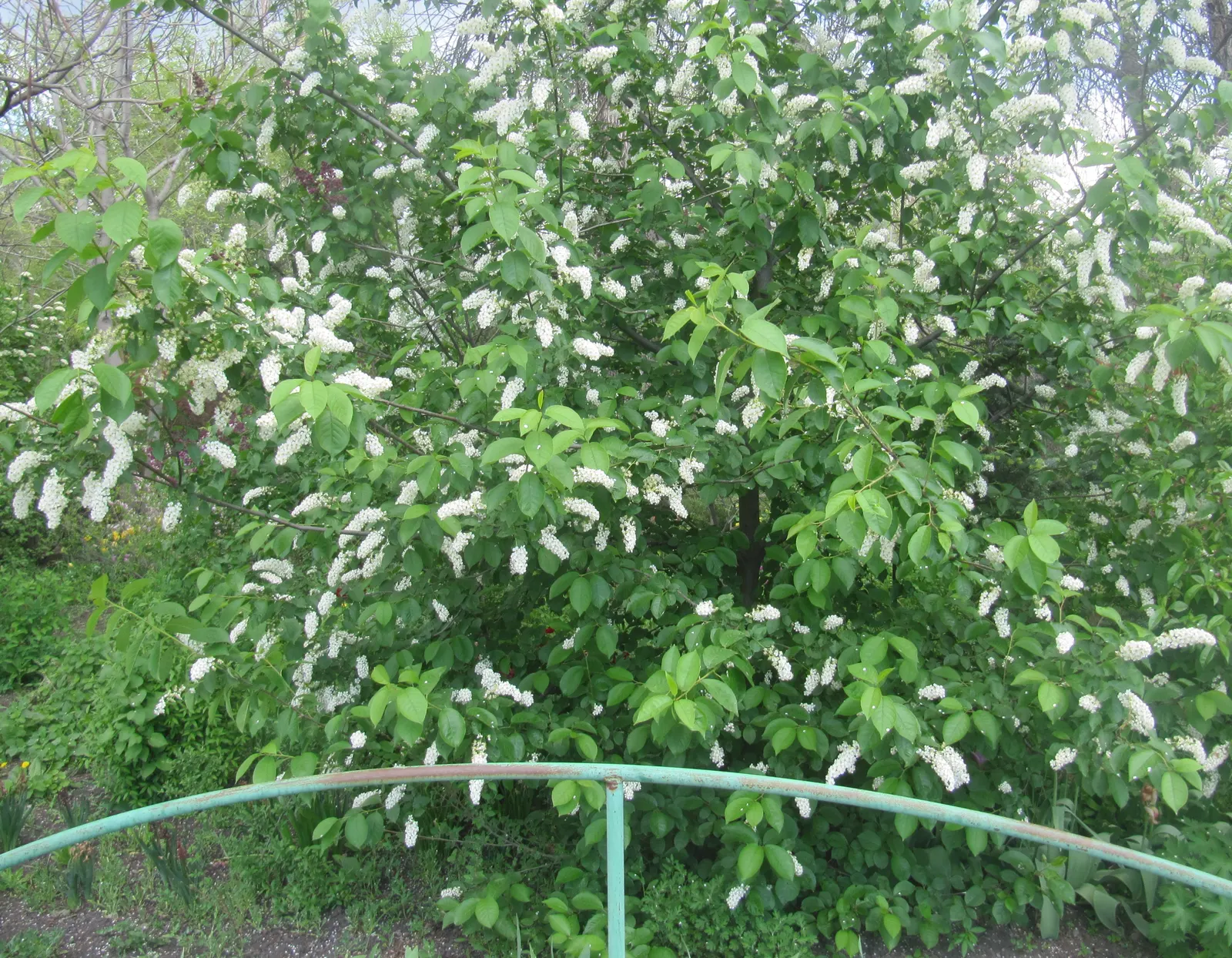 Chokecherry (Prunus Virginiana) — adding to its attractiveness for landscapes in regions with variable precipitation; which undergoes a dramatic, image 67