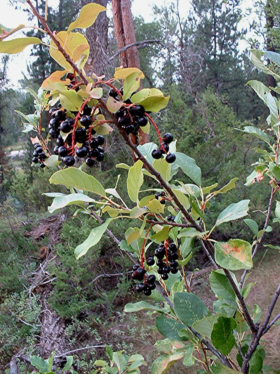 Chokecherry (Prunus Virginiana) — adding to its attractiveness for landscapes in regions with variable precipitation; which undergoes a dramatic, image 91