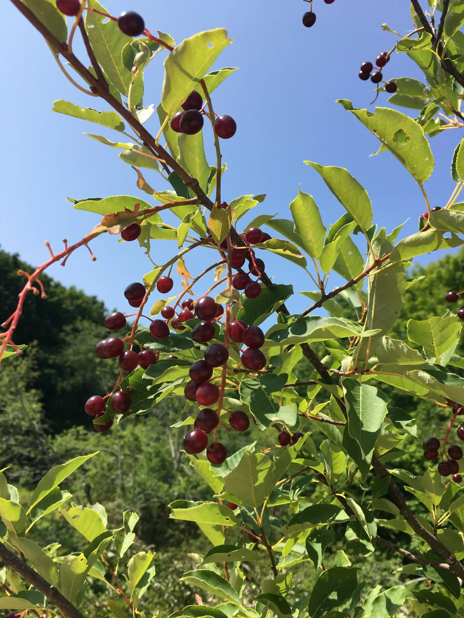 Chokecherry (Prunus Virginiana) — Excellent for wildlife habitats and naturalized areas