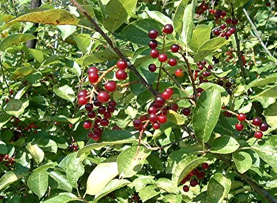 Chokecherry (Prunus Virginiana) — creating a brilliant seasonal display; 20-30 ft in height and 15-20 ft wide, image 107