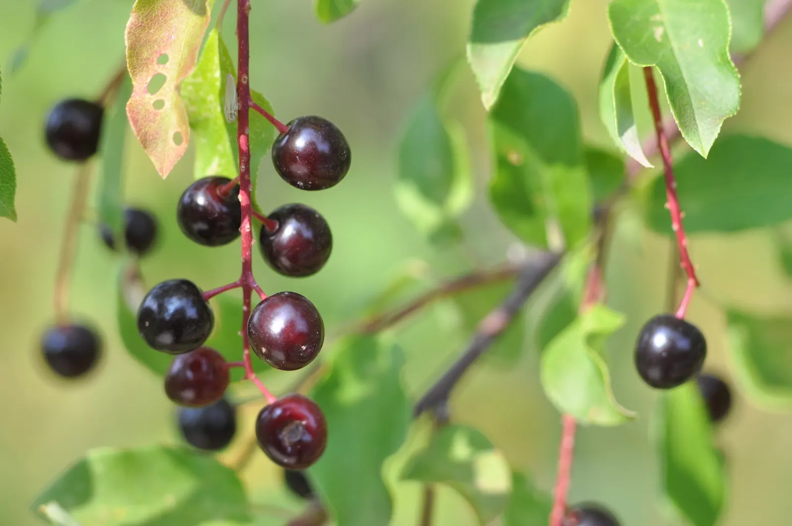 Chokecherry (Prunus Virginiana) — including those with varying pH levels or moisture content