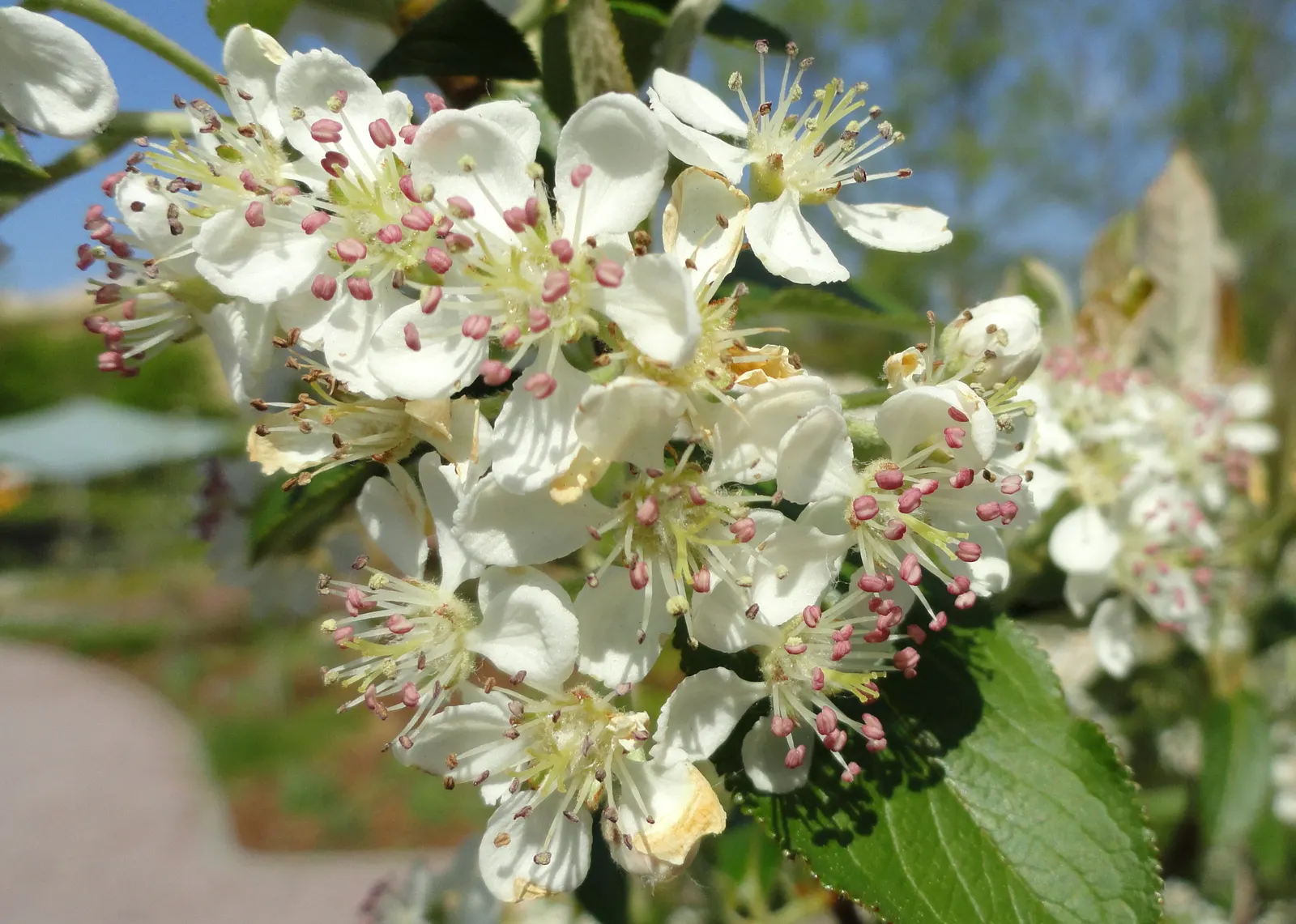 Chokecherry (Prunus Virginiana) — An eloquent choice for landscape designs seeking a balance of aesthetic appeal and functionality