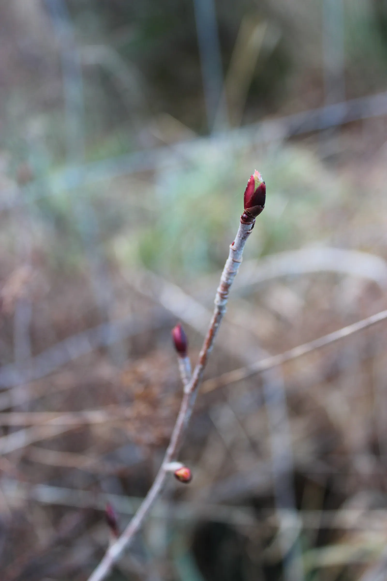 Chokecherry (Prunus Virginiana) — 20-30 ft in height and 15-20 ft wide; creating a brilliant seasonal display, image 50