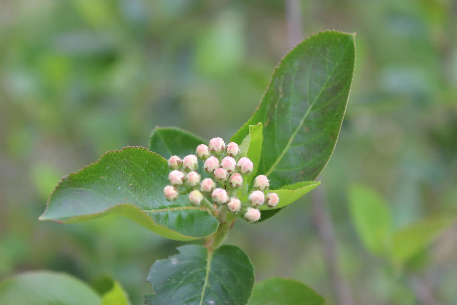 Chokecherry (Prunus Virginiana) — is a deciduous shrub or small tree; grows best in full sun to partial shade and adaptable to various soil types, image 121