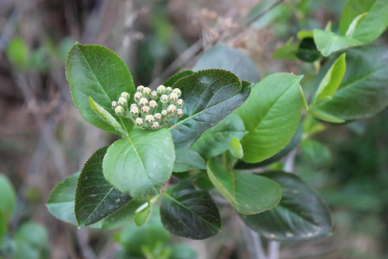 Chokecherry (Prunus Virginiana) — Excellent for wildlife habitats and naturalized areas; an eloquent choice for landscape designs seeking a balance, image 77