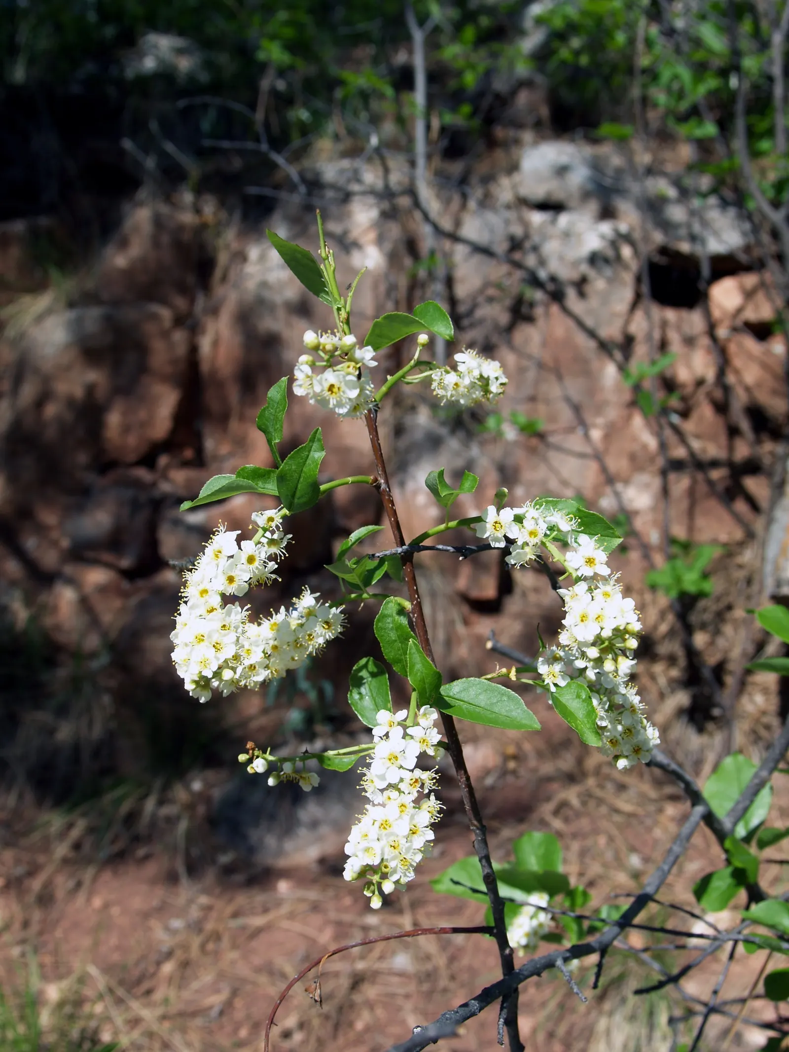 Chokecherry (Prunus Virginiana) — An eloquent choice for landscape designs seeking a balance of aesthetic appeal and functionality; excellent for, image 56