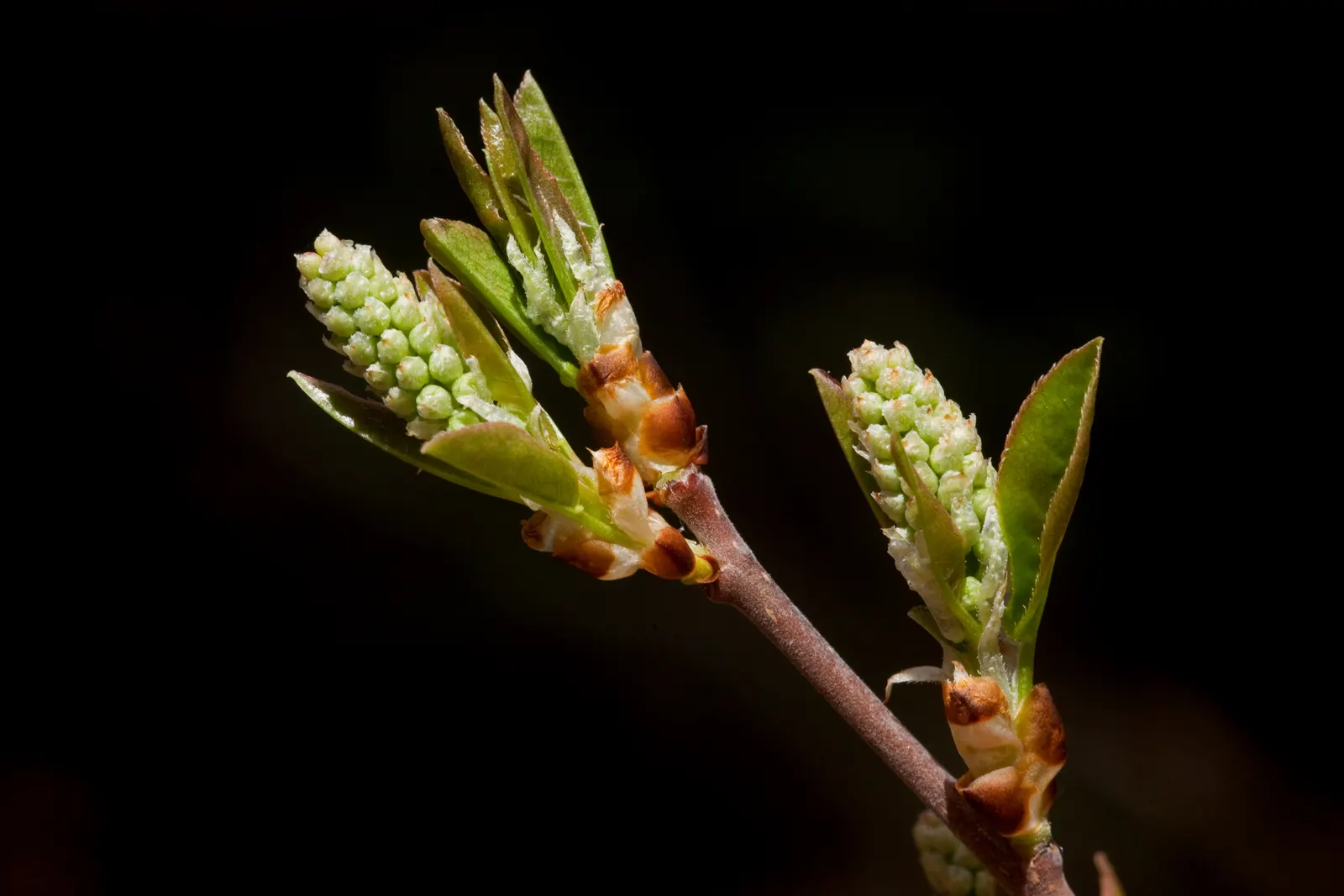 Chokecherry (Prunus Virginiana) — this hardy species entwines ornamental value with wildlife support