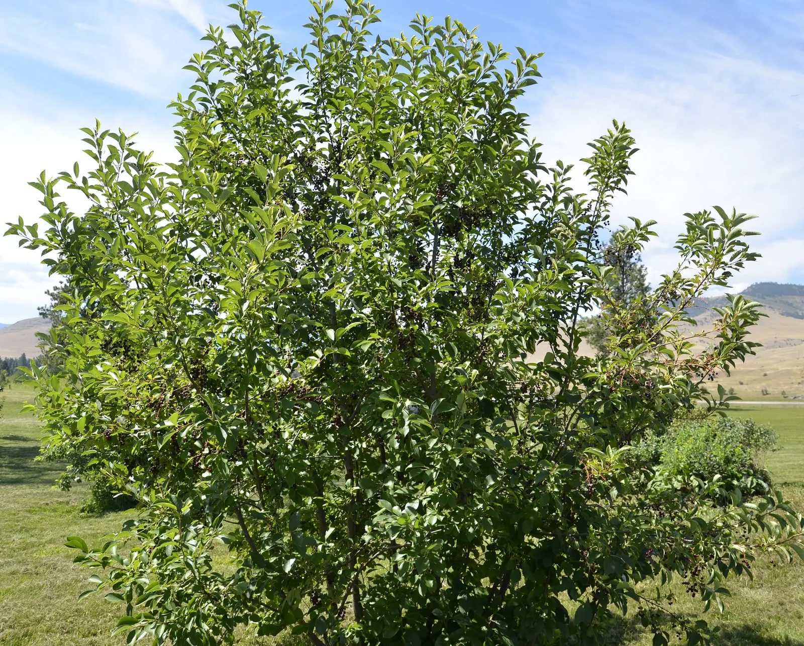 Chokecherry (Prunus Virginiana) — These blossoms subsequently give way to dense clusters of red to black fruits; tree with white blooms