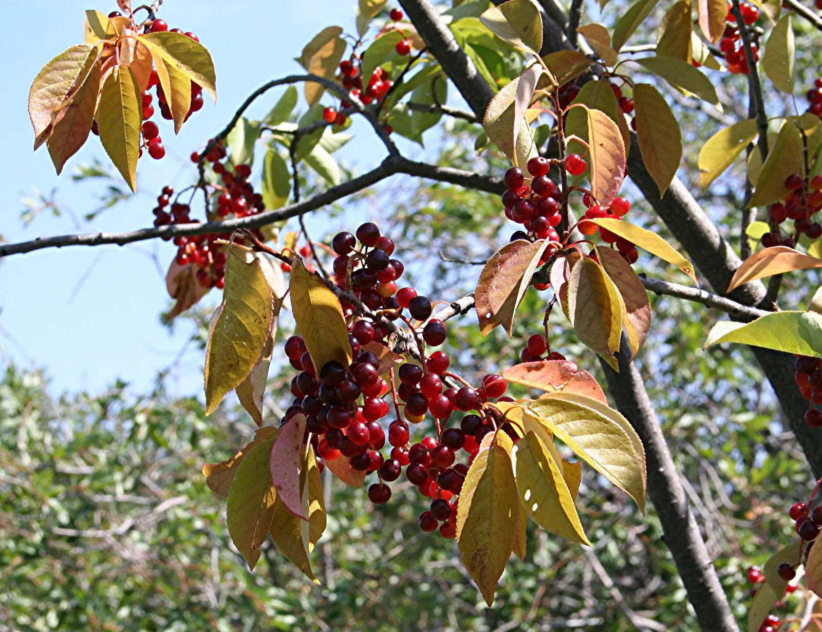 Chokecherry (Prunus Virginiana) — It features clusters of white flowers in spring, followed by tart, dark purple berries; the Chokeberry is drought, image 51