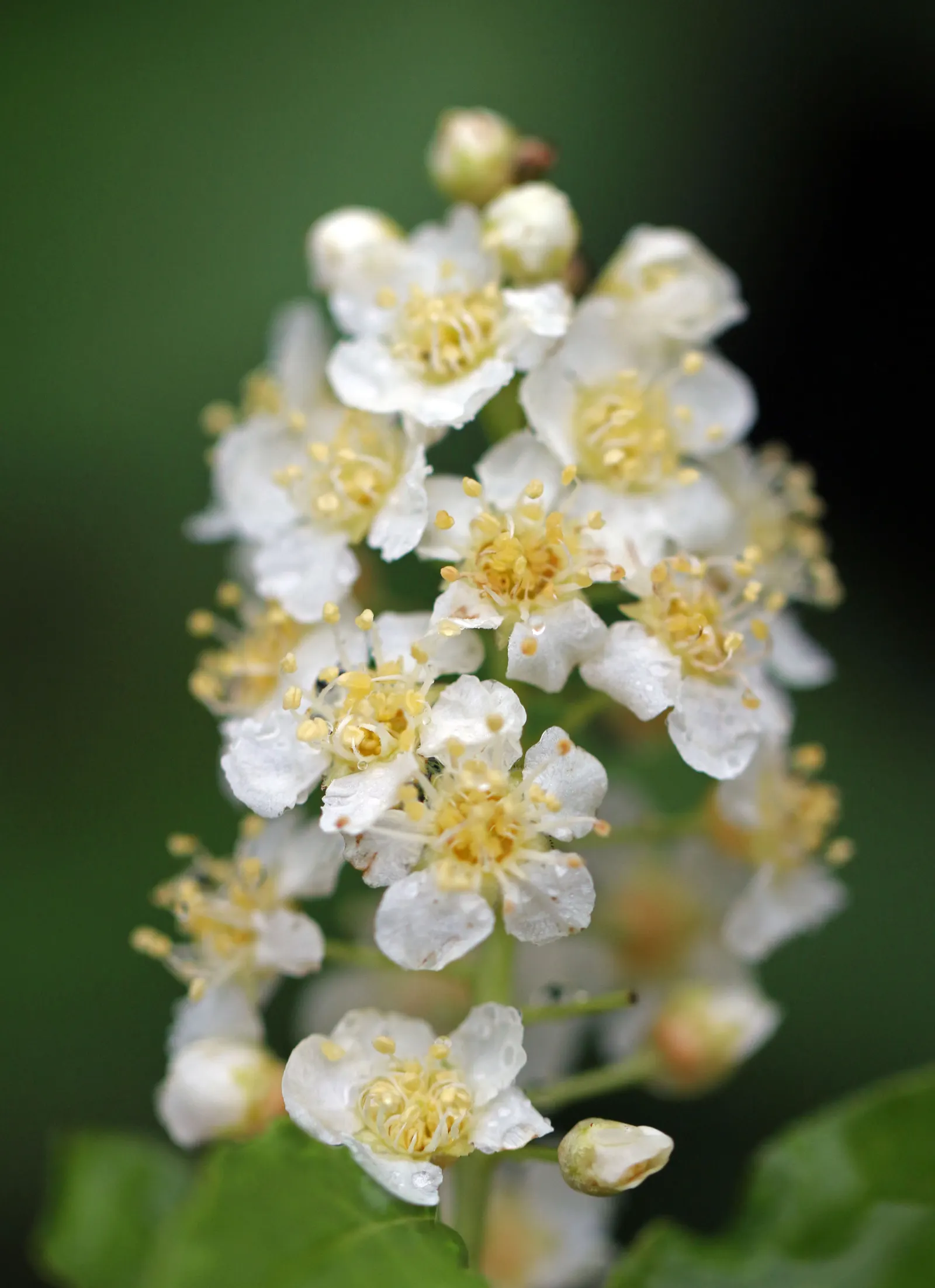 Chokecherry (Prunus Virginiana) — tree for full; its ability to withstand urban conditions also makes it an excellent choice for city landscapes, image 120