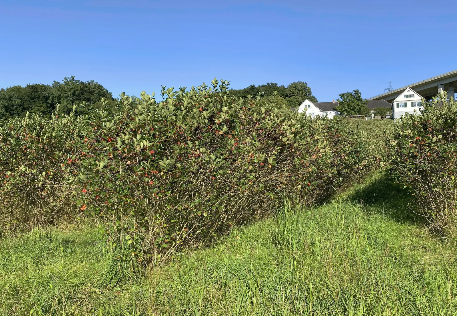 Chokecherry (Prunus Virginiana) — suiting naturalistic plantings or more formal garden settings