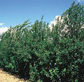 Chokecherry (Prunus Virginiana) — which undergoes a dramatic transformation to stunning shades of red and orange in the fall; adding to its, image 106