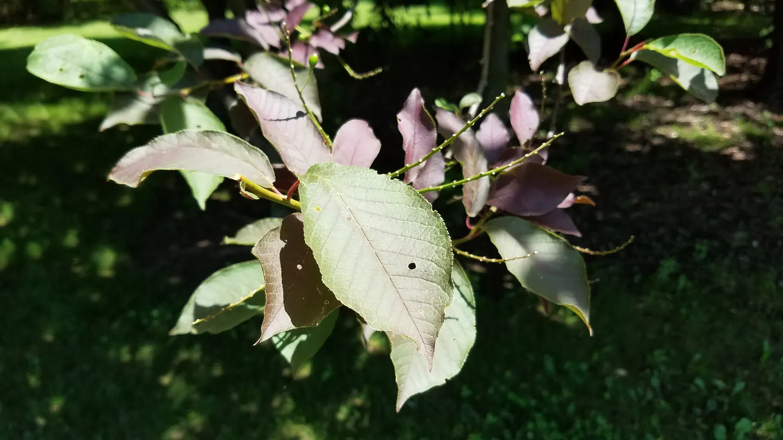 Chokecherry (Prunus Virginiana) — delicate clusters of white to pink-tinged flowers emerge