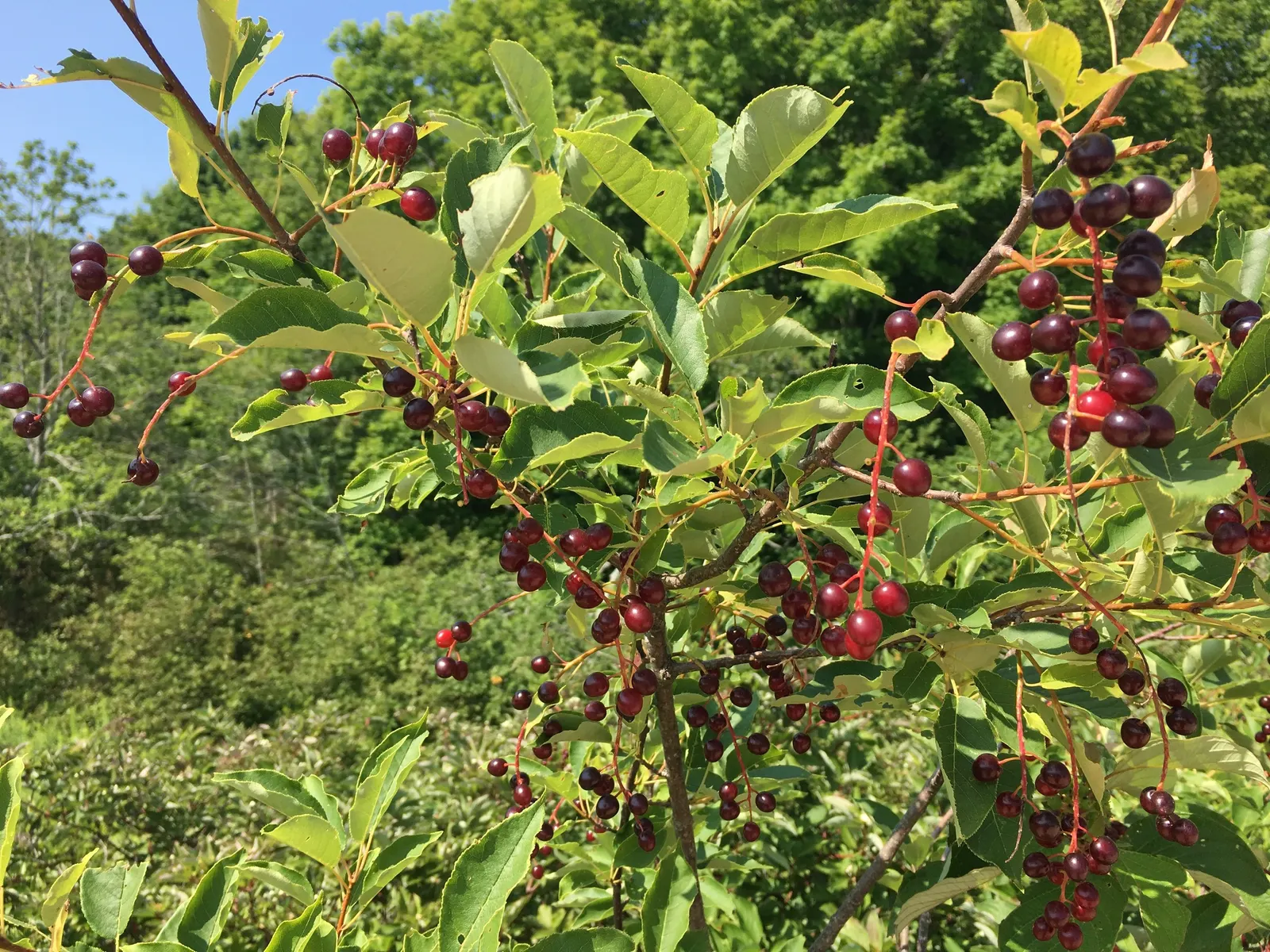 Chokecherry (Prunus Virginiana) — The Chokeberry, scientifically known as Prunus virginiana, is a deciduous shrub heralding from North America