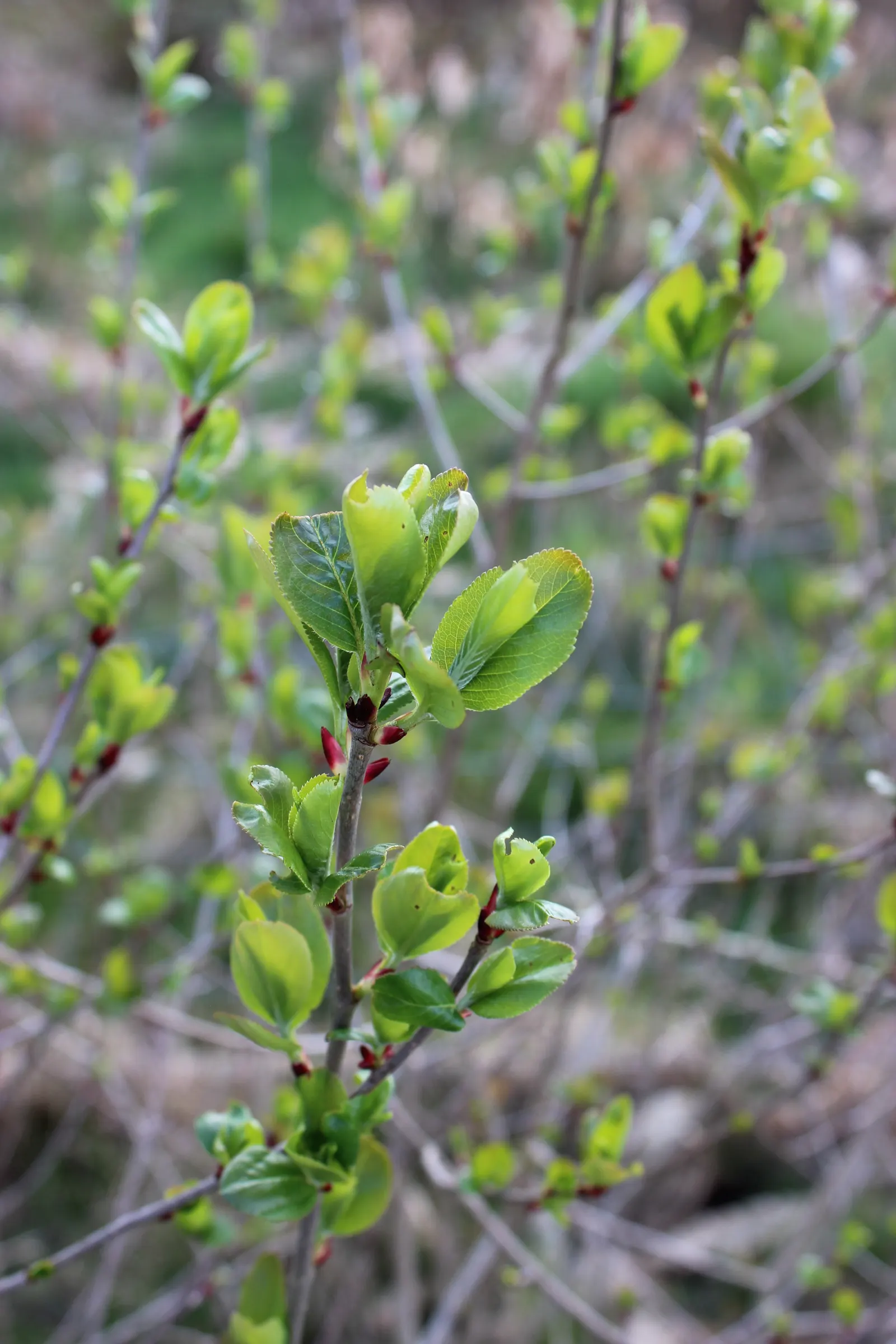 Chokecherry (Prunus Virginiana) — These blossoms subsequently give way to dense clusters of red to black fruits; tree with white blooms, image 86