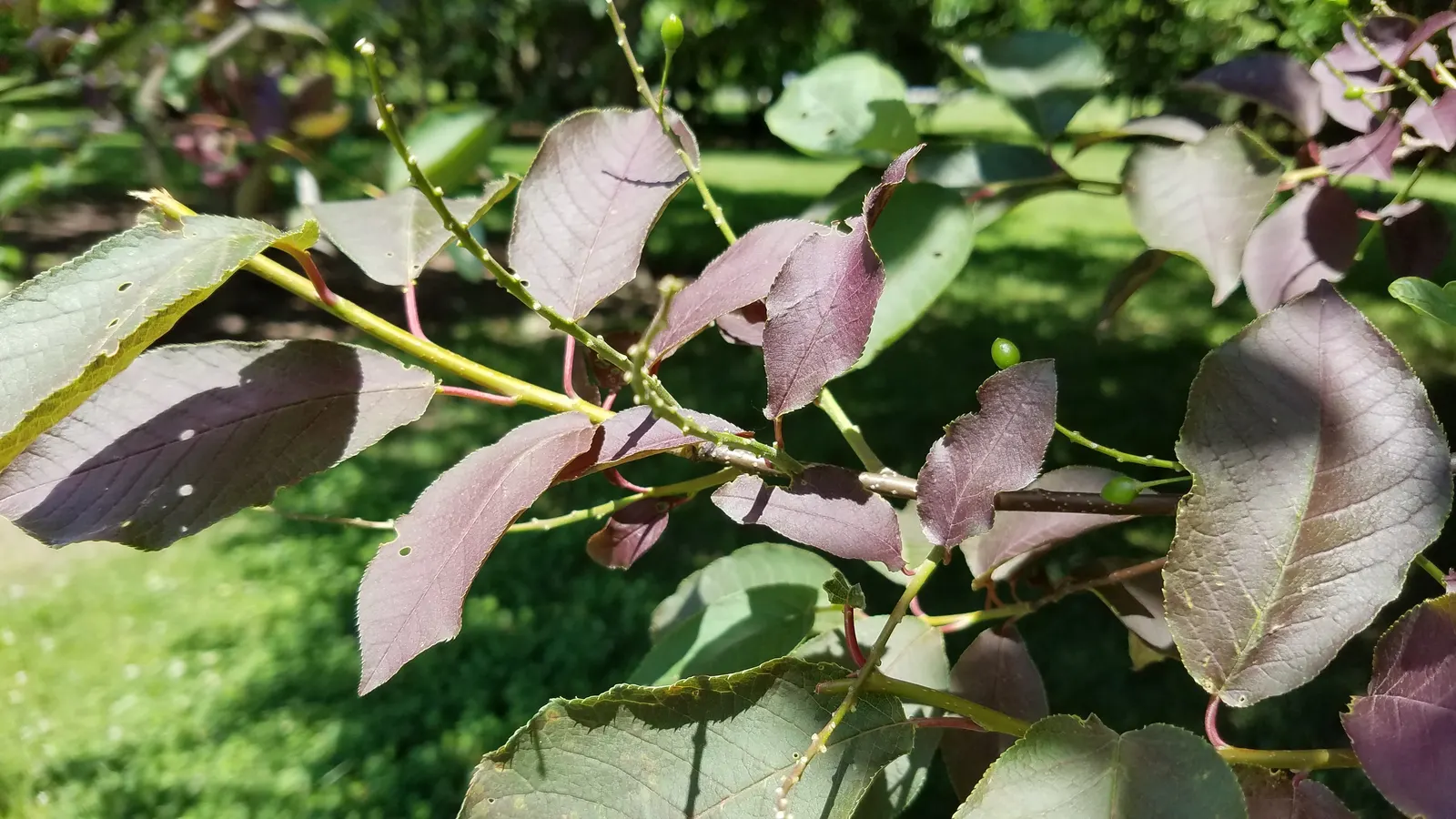 Chokecherry (Prunus Virginiana) — adding to its attractiveness for landscapes in regions with variable precipitation; which undergoes a dramatic transformation