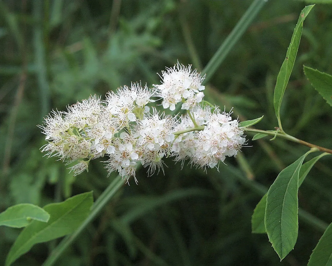Chokecherry (Prunus Virginiana) — These blossoms subsequently give way to dense clusters of red to black fruits