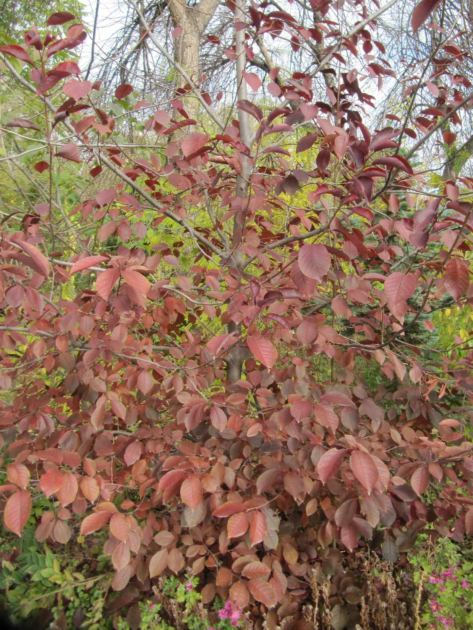 Chokecherry (Prunus Virginiana) — this hardy species entwines ornamental value with wildlife support; delicate clusters of white to pink-tinged, image 81