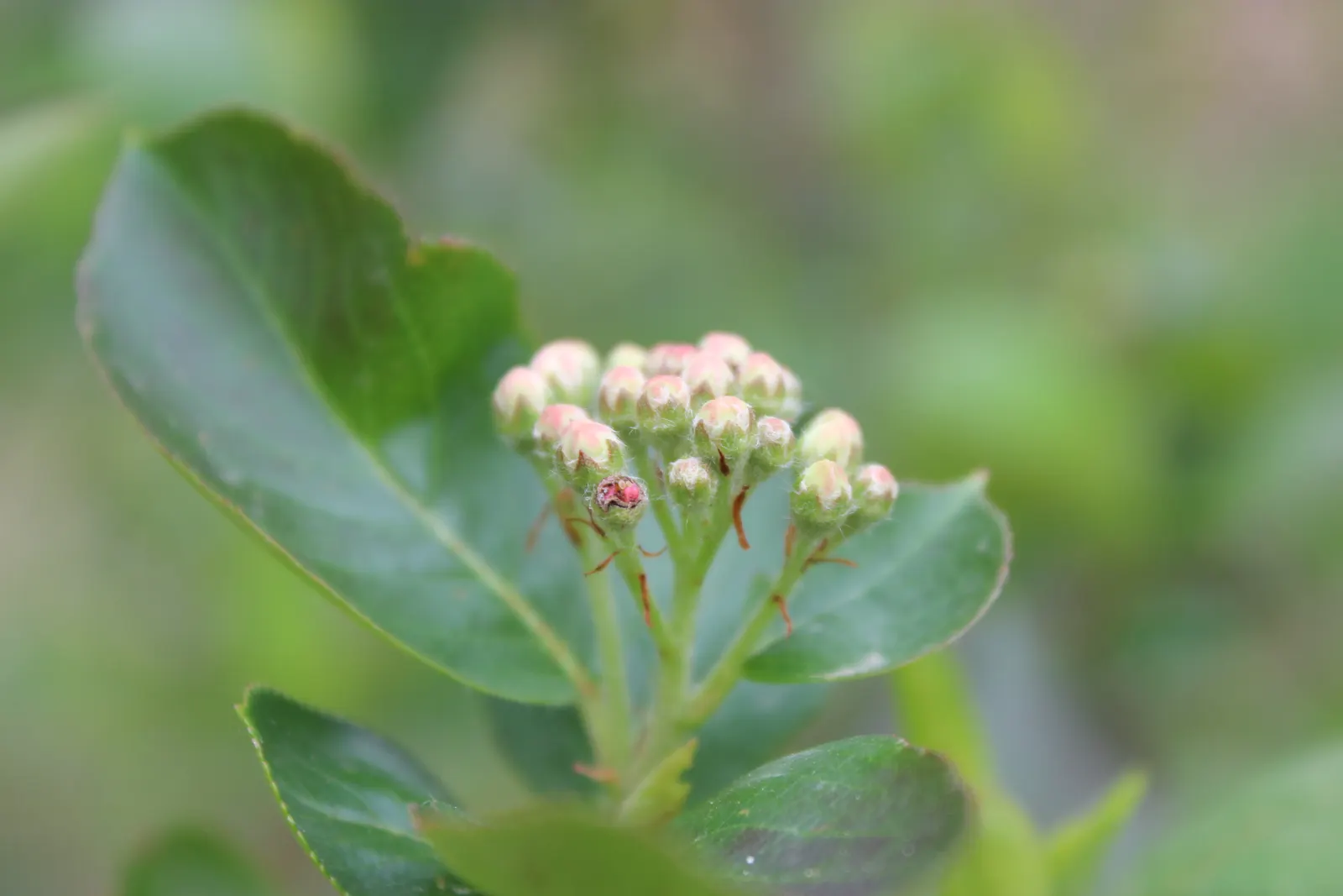 Chokecherry (Prunus Virginiana) — the Chokeberry is drought tolerant; it features clusters of white flowers in spring, followed by tart, dark, image 66