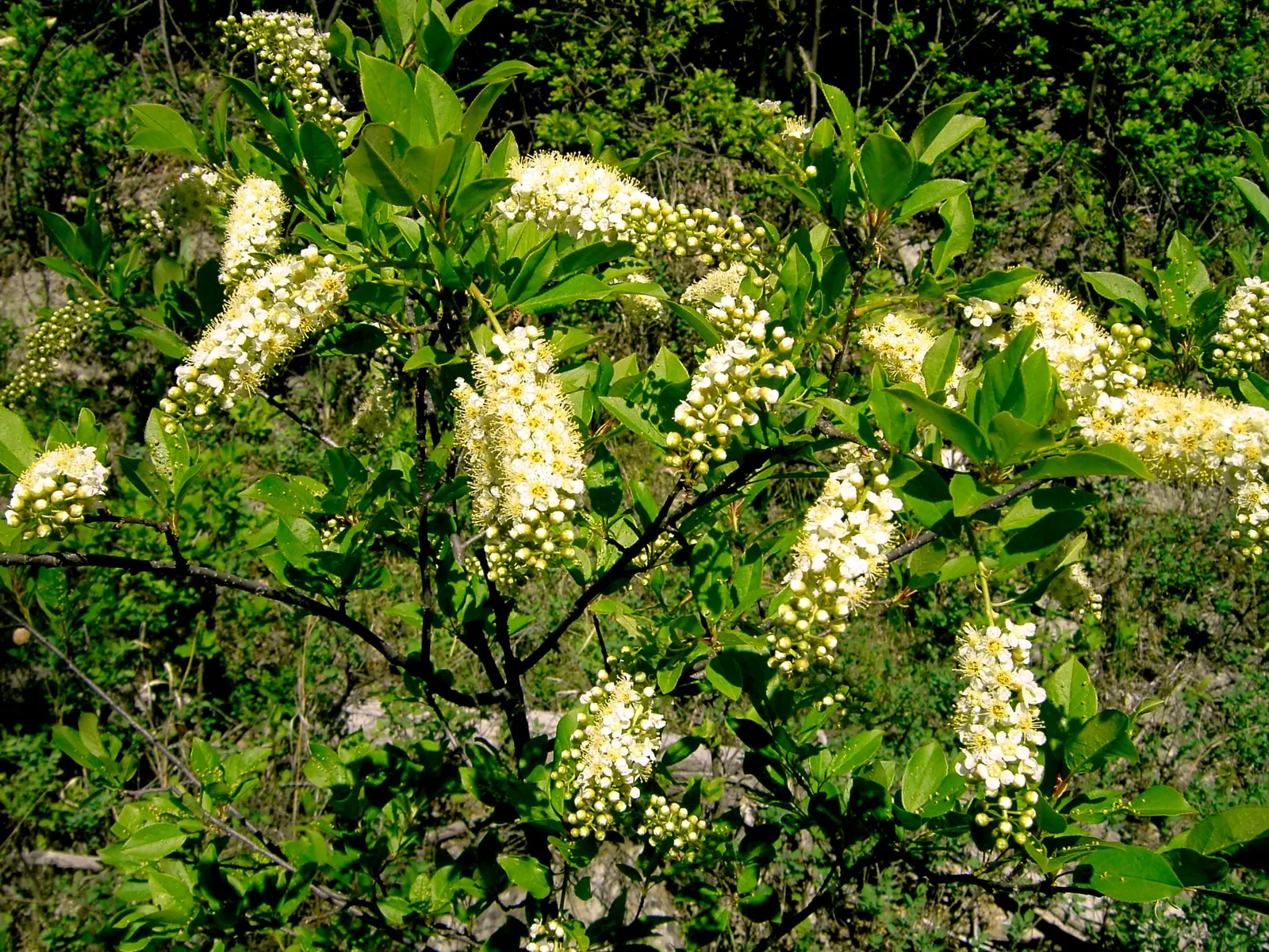 Chokecherry (Prunus Virginiana) — this hardy species entwines ornamental value with wildlife support; delicate clusters of white to pink-tinged, image 57