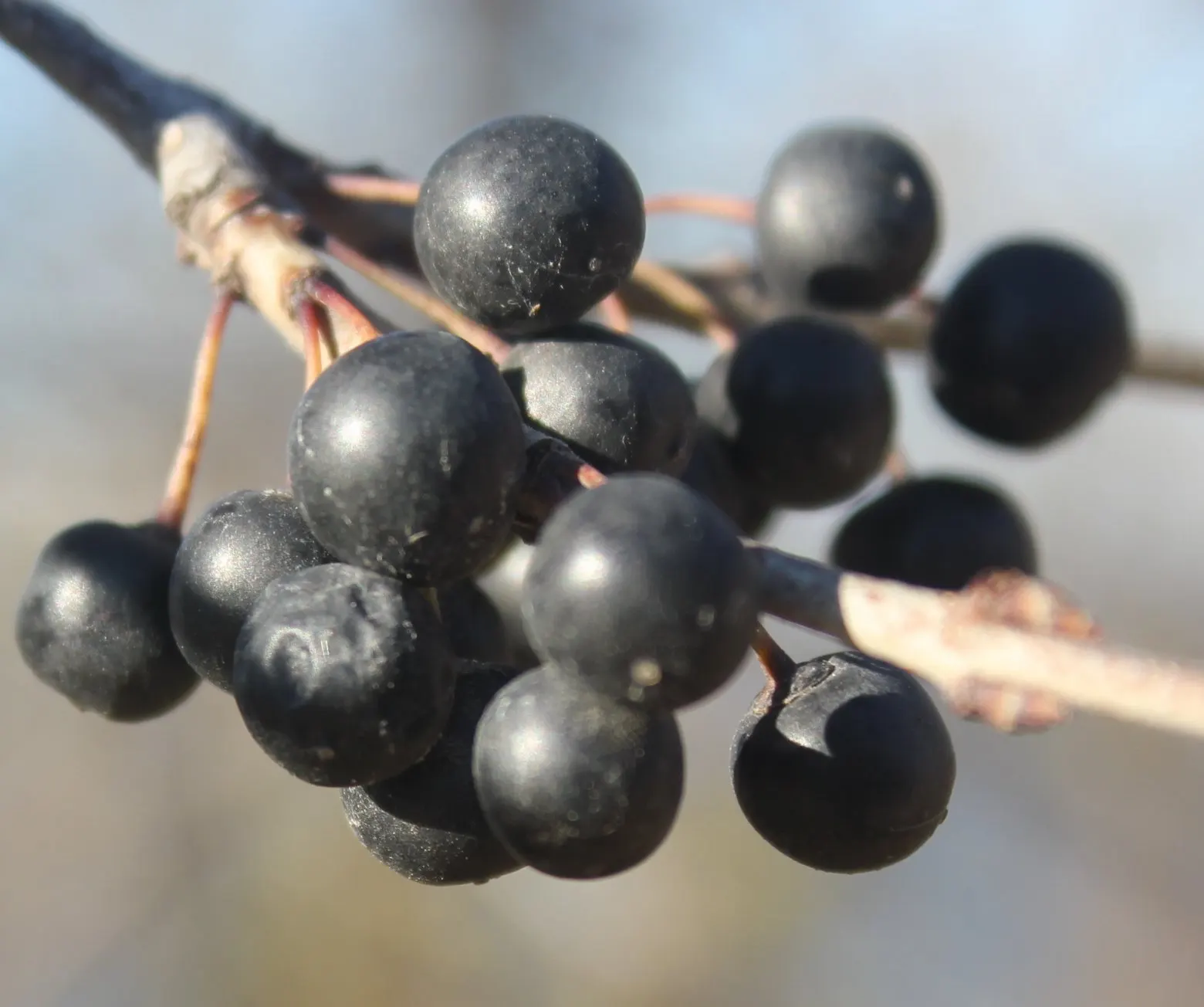 Chokecherry (Prunus Virginiana) — but it's also remarkably tolerant of a range of soil types; offering a visually engaging contrast against the green leaves