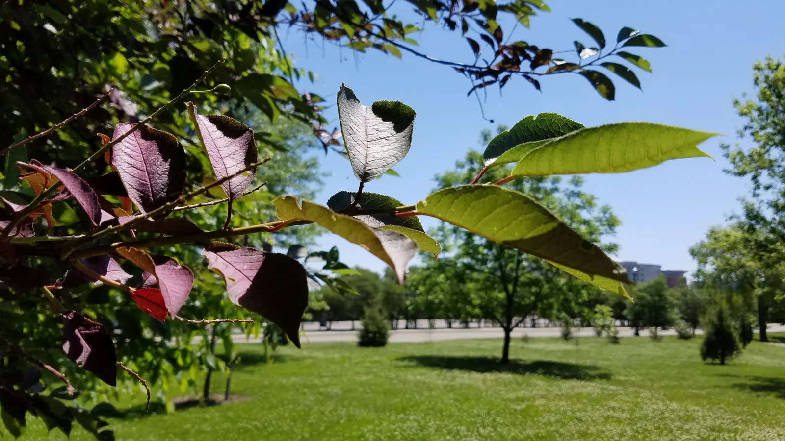 Chokecherry (Prunus Virginiana) — tree for full