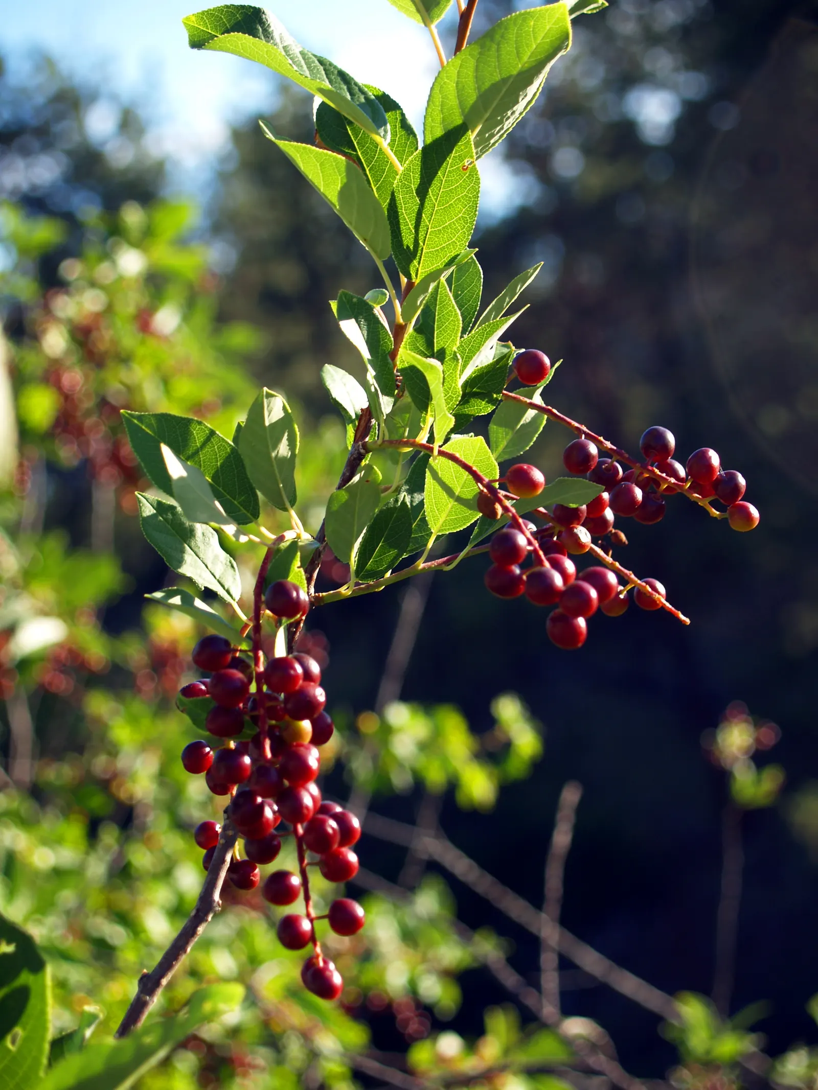 Chokecherry (Prunus Virginiana) — offering a visually engaging contrast against the green leaves; but it's also remarkably tolerant of a range of soil types