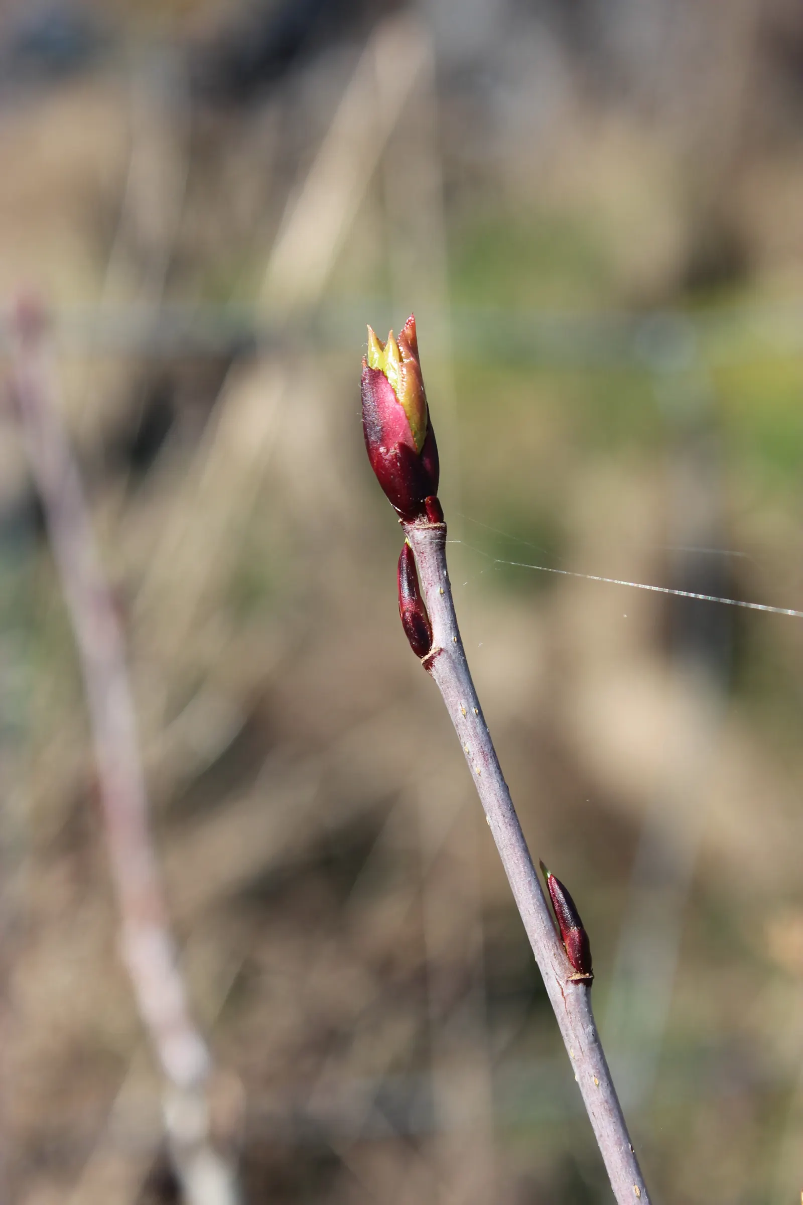 Chokecherry (Prunus Virginiana) — typically around 0.4 inches in diameter; hardy in zones 2-7, it offers vibrant red fall foliage, adding seasonal, image 63