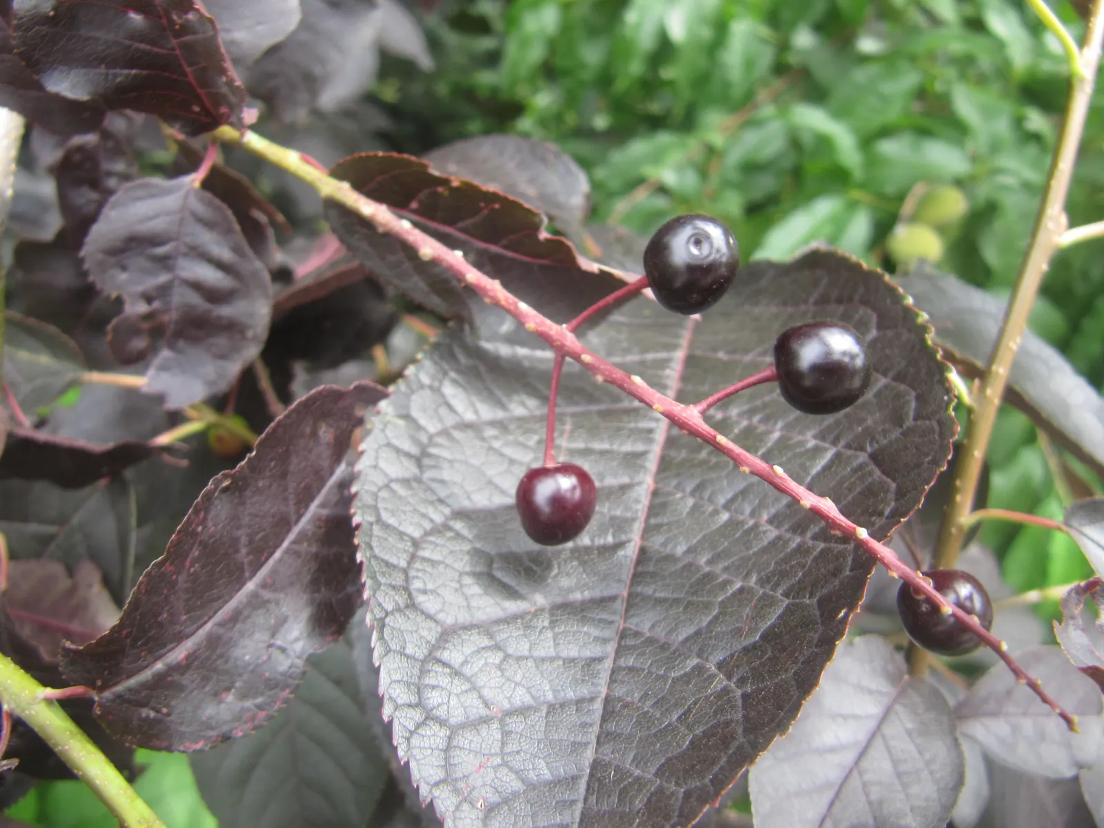 Chokecherry (Prunus Virginiana) — creating a brilliant seasonal display; 20-30 ft in height and 15-20 ft wide, image 83