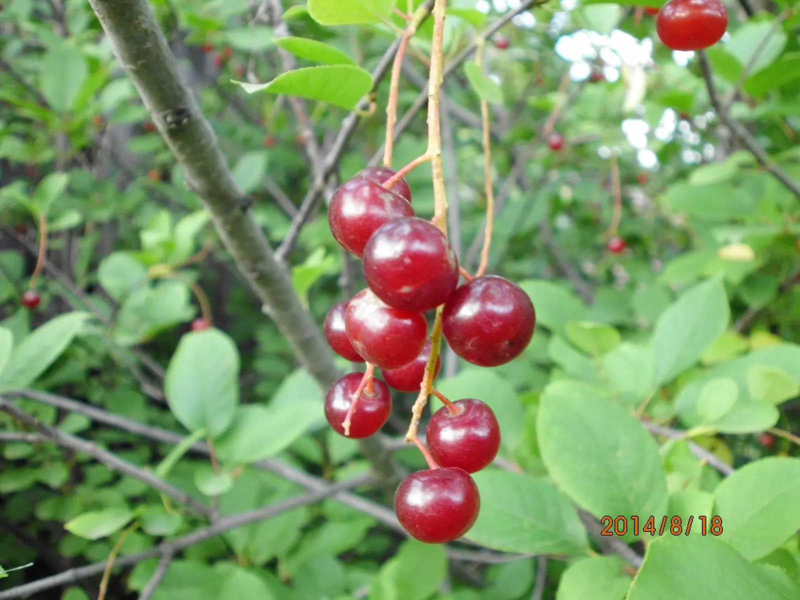 Chokecherry (Prunus Virginiana) — including those with varying pH levels or moisture content; suiting naturalistic plantings or more formal garden settings