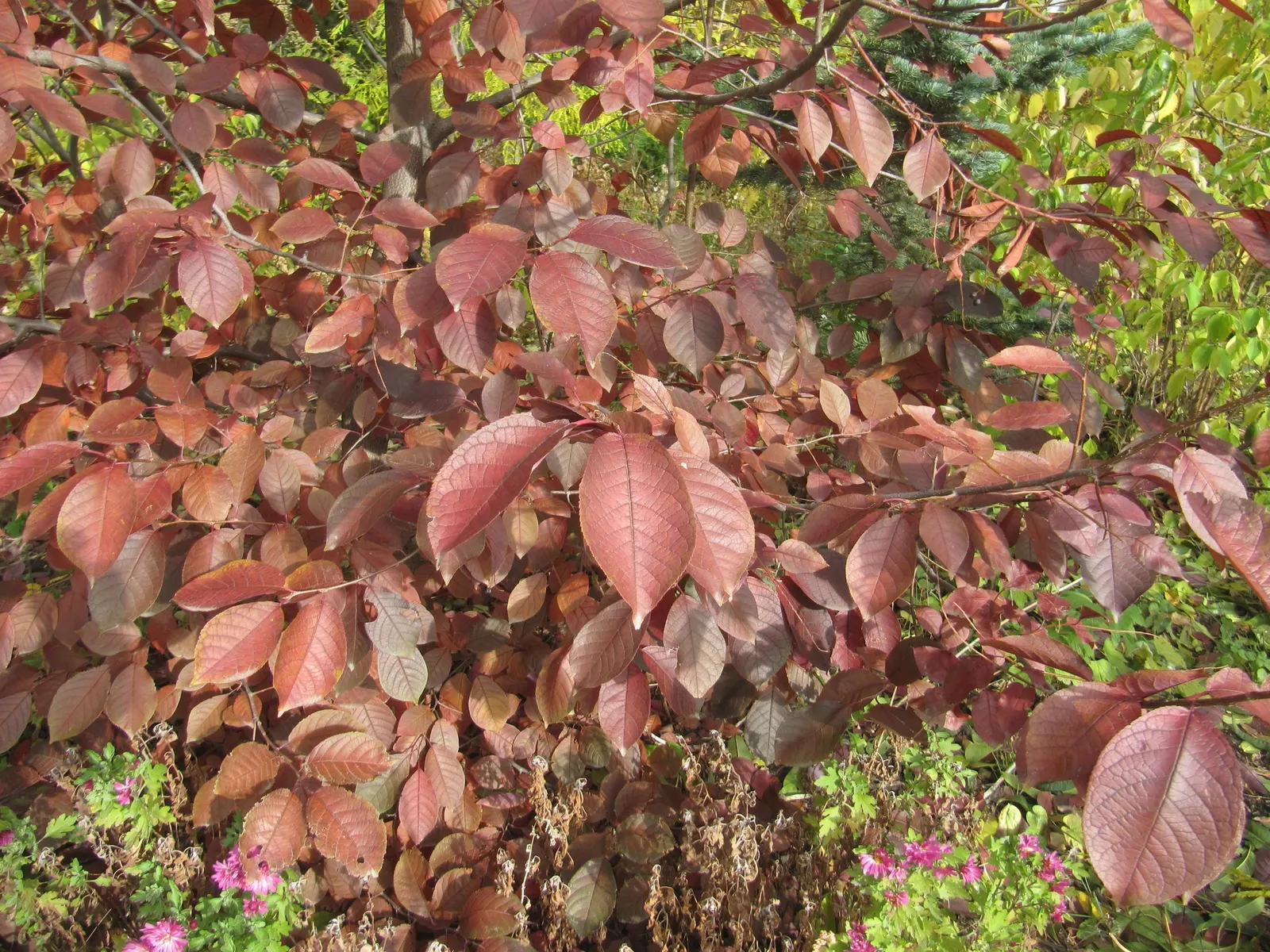 Chokecherry (Prunus Virginiana) — the Chokeberry is drought tolerant; it features clusters of white flowers in spring, followed by tart, dark, image 114