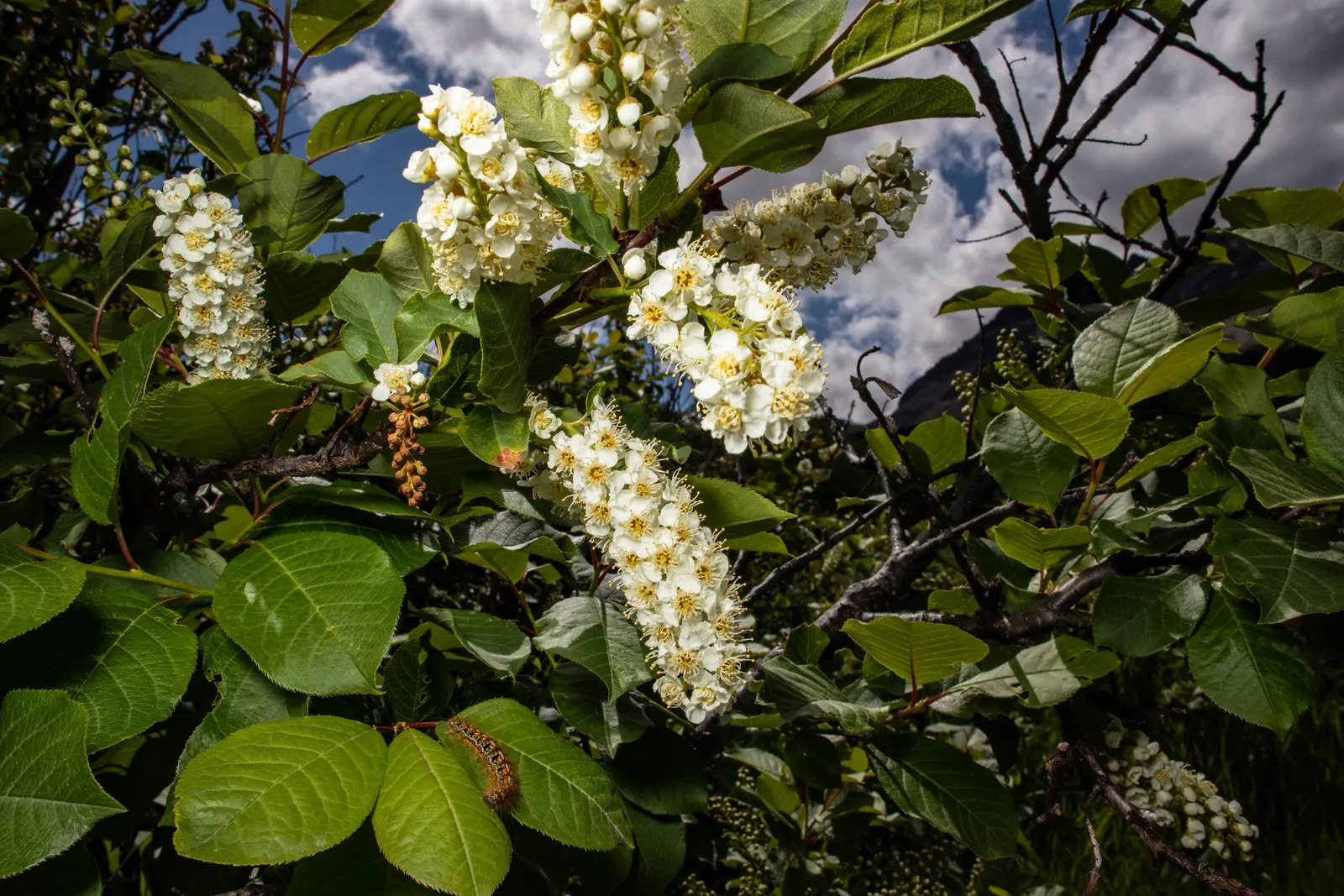 Chokecherry (Prunus Virginiana) — Grows best in full sun to partial shade and adaptable to various soil types; is a deciduous shrub or small tree, image 76