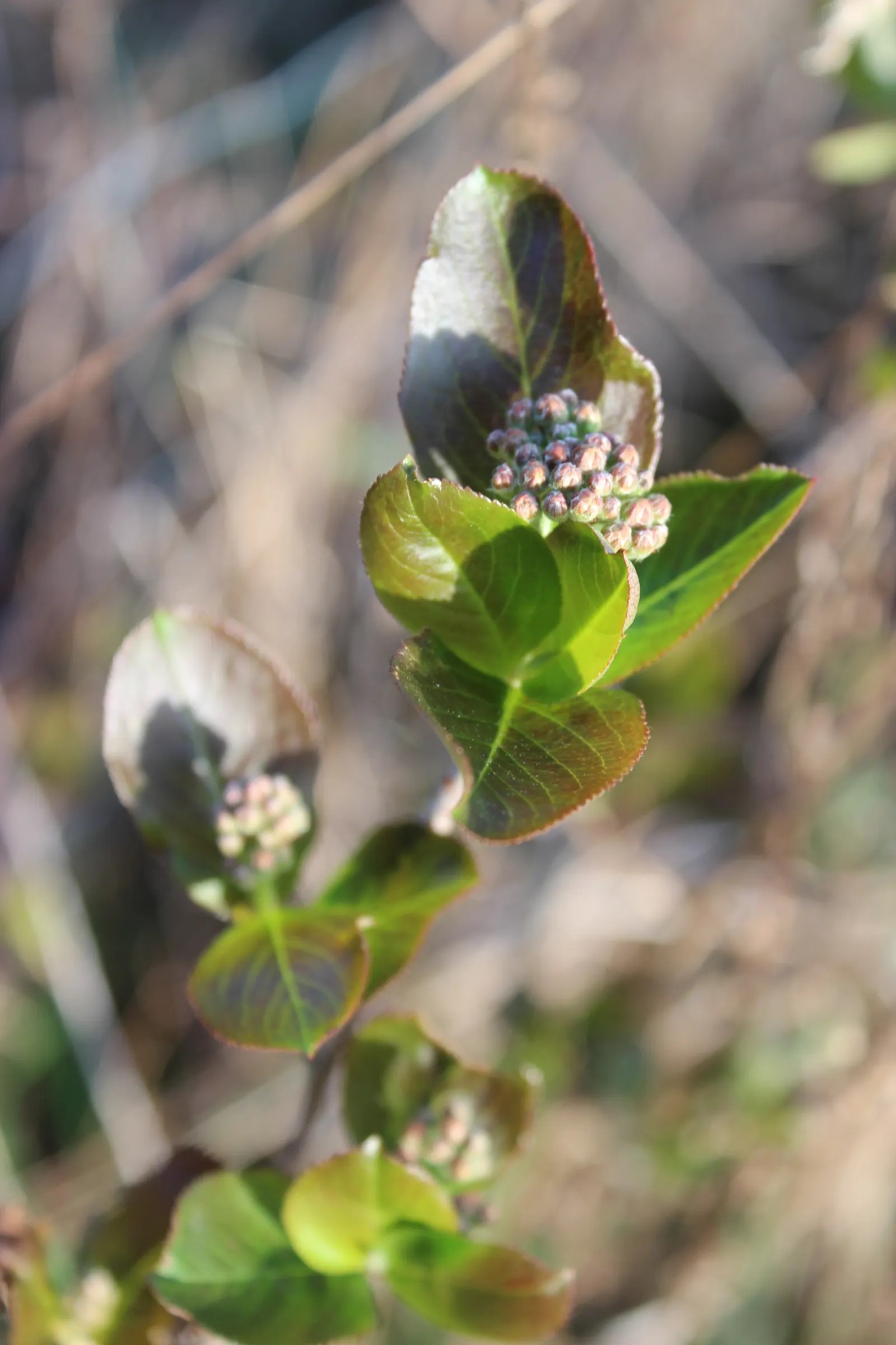 Chokecherry (Prunus Virginiana) — creating a brilliant seasonal display; 20-30 ft in height and 15-20 ft wide, image 131