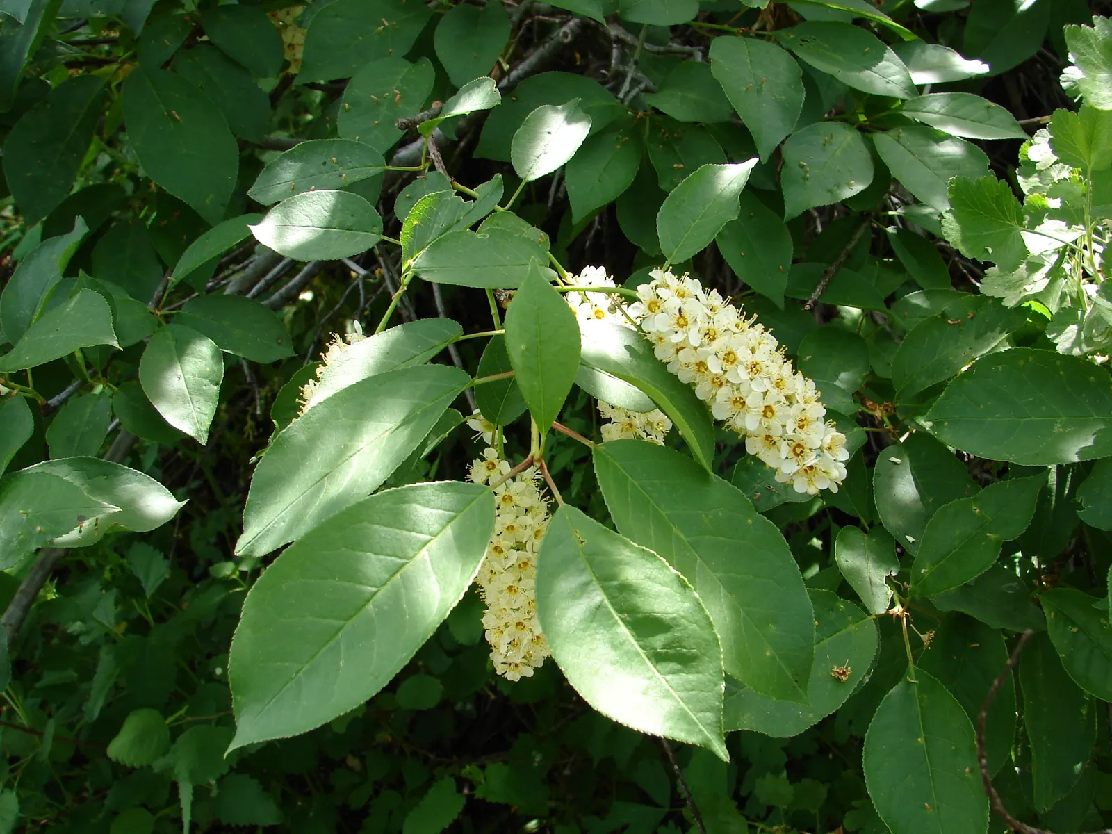 Chokecherry (Prunus Virginiana) — tree for full; its ability to withstand urban conditions also makes it an excellent choice for city landscapes, image 72