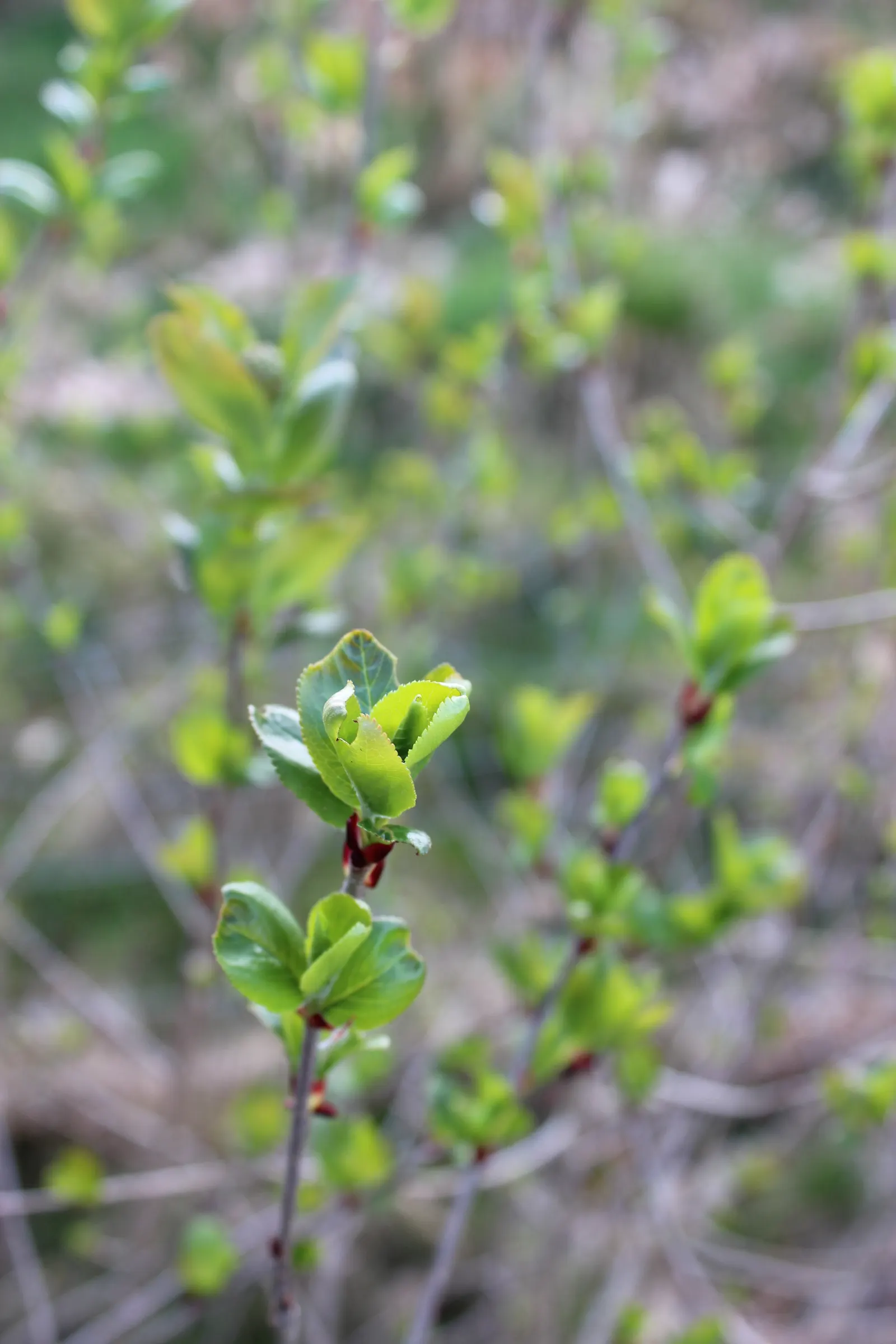 Chokecherry (Prunus Virginiana) — is a deciduous shrub or small tree; grows best in full sun to partial shade and adaptable to various soil types, image 97