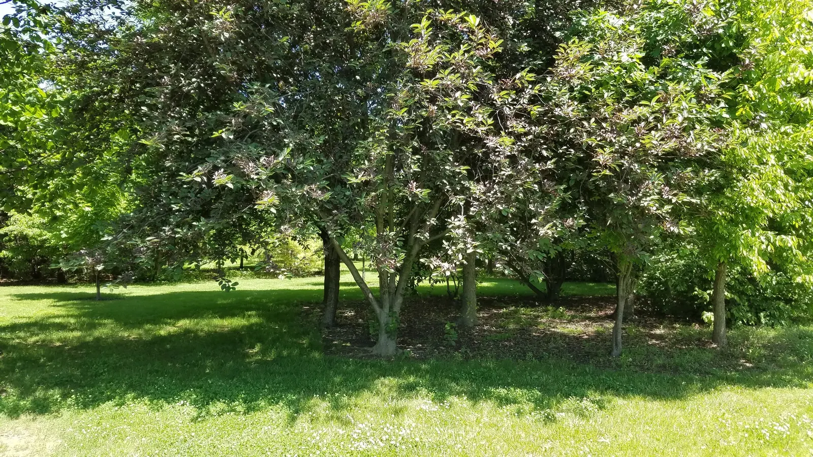 Chokecherry (Prunus Virginiana) — but it's also remarkably tolerant of a range of soil types