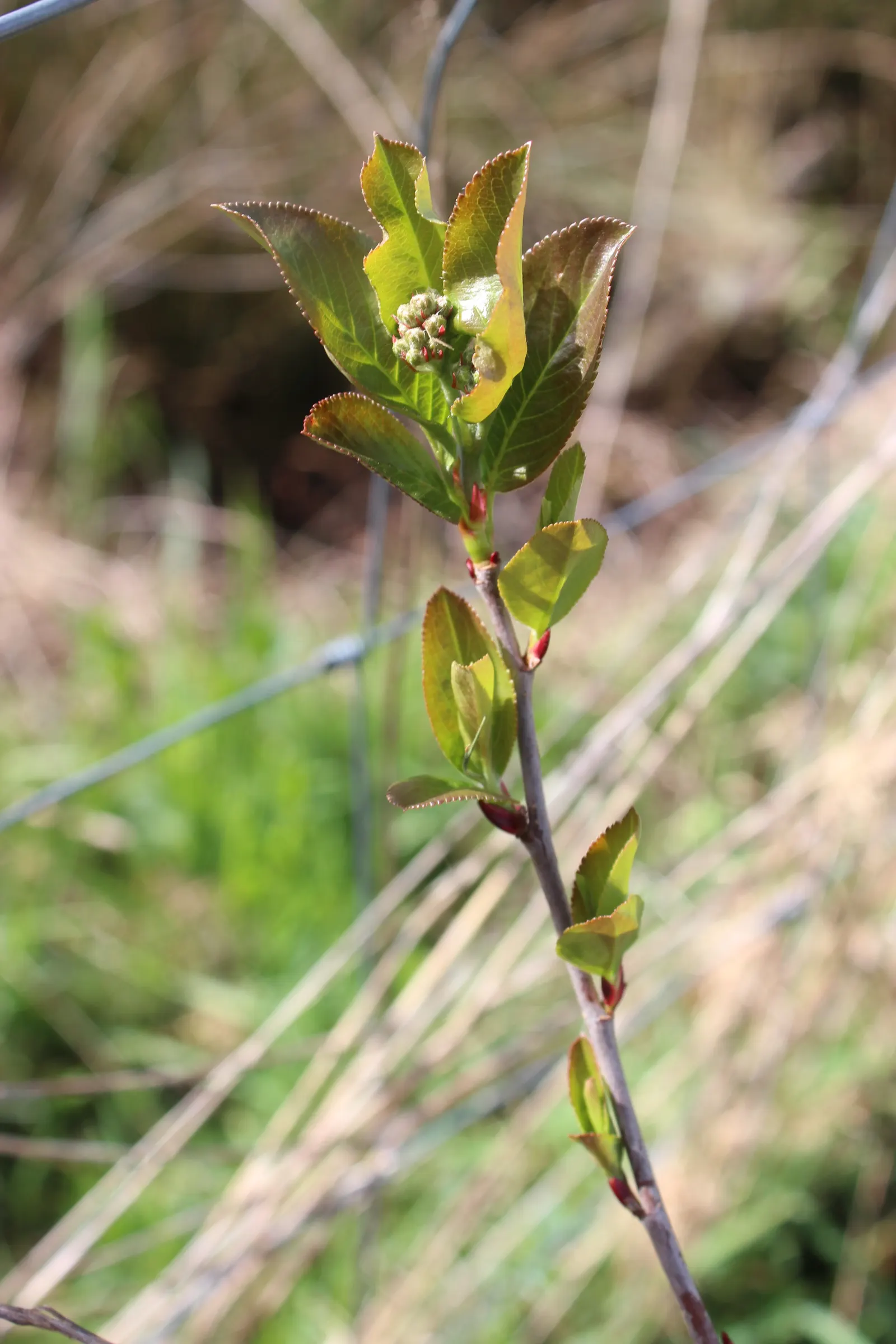 Chokecherry (Prunus Virginiana) — Its ability to withstand urban conditions also makes it an excellent choice for city landscapes; tree for full, image 117