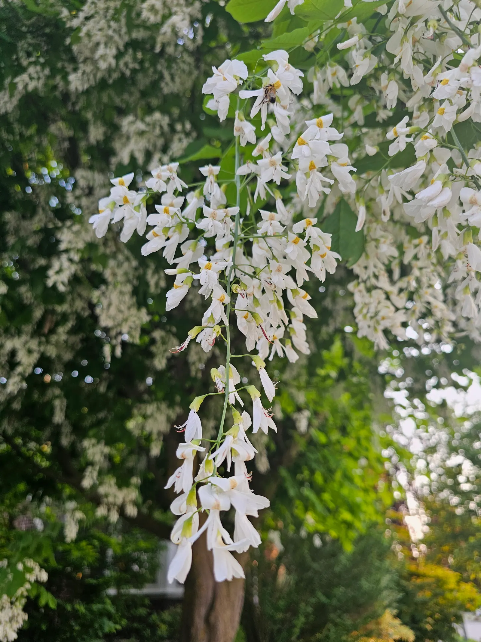 Yellowwood (Podocarpus Latifolius) — needle-like leaves that emanate a delightful light green hue; indicating a preferential choice for designers, image 62