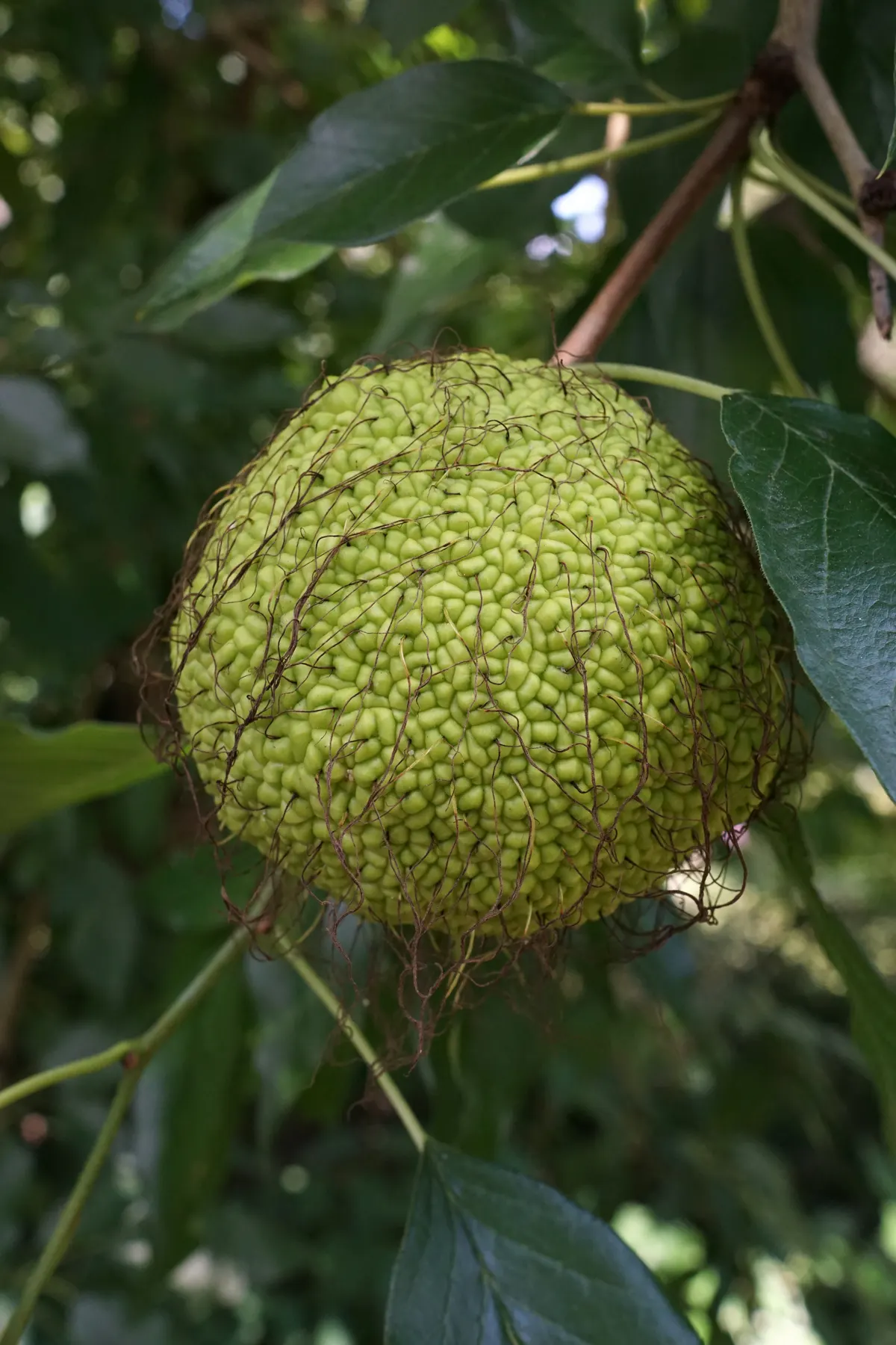 Yellowwood (Podocarpus Latifolius) — Yellowwoods produce inconspicuous yellow-green flowers; arranged spirally on the branches
