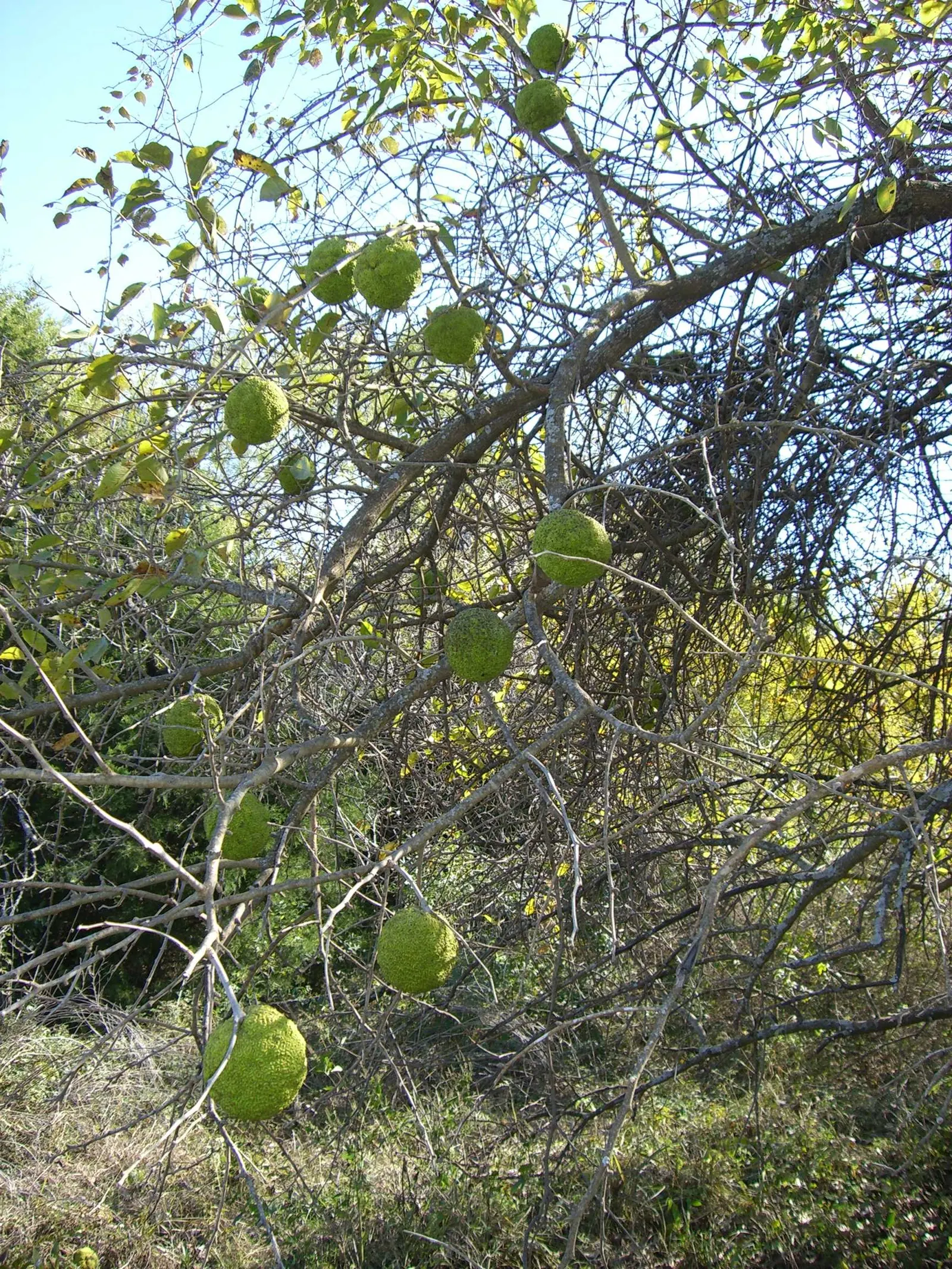 Yellowwood (Podocarpus Latifolius) — Revered for its elegant stature and refined foliage; podocarpus latifolius, commonly known as Yellowwood, is an elegant