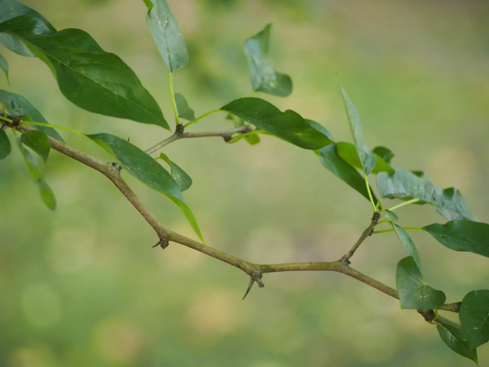 Yellowwood (Podocarpus Latifolius) — it is cold-hardy to around 30°F; it typically reaches a height of 20 to 30 feet with a canopy width of 15 to 20 feet